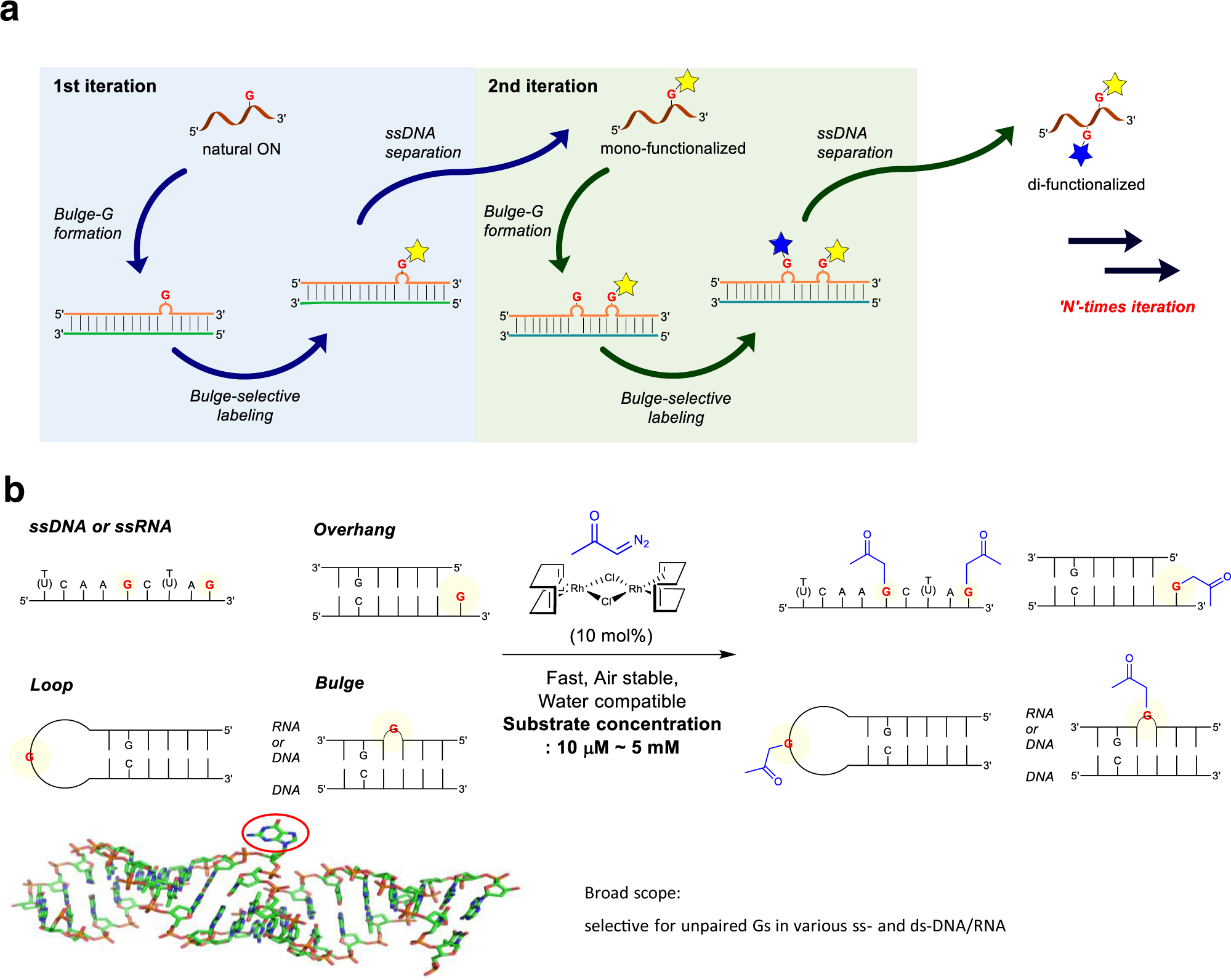 Programmable Site Selective Labeling Of Oligonucleotides Based On Carbene Catalysis Nature Communications Programmable Site Selective Labeling Of Oligonucleotides Based On Carbene Catalysis Nature Communications
