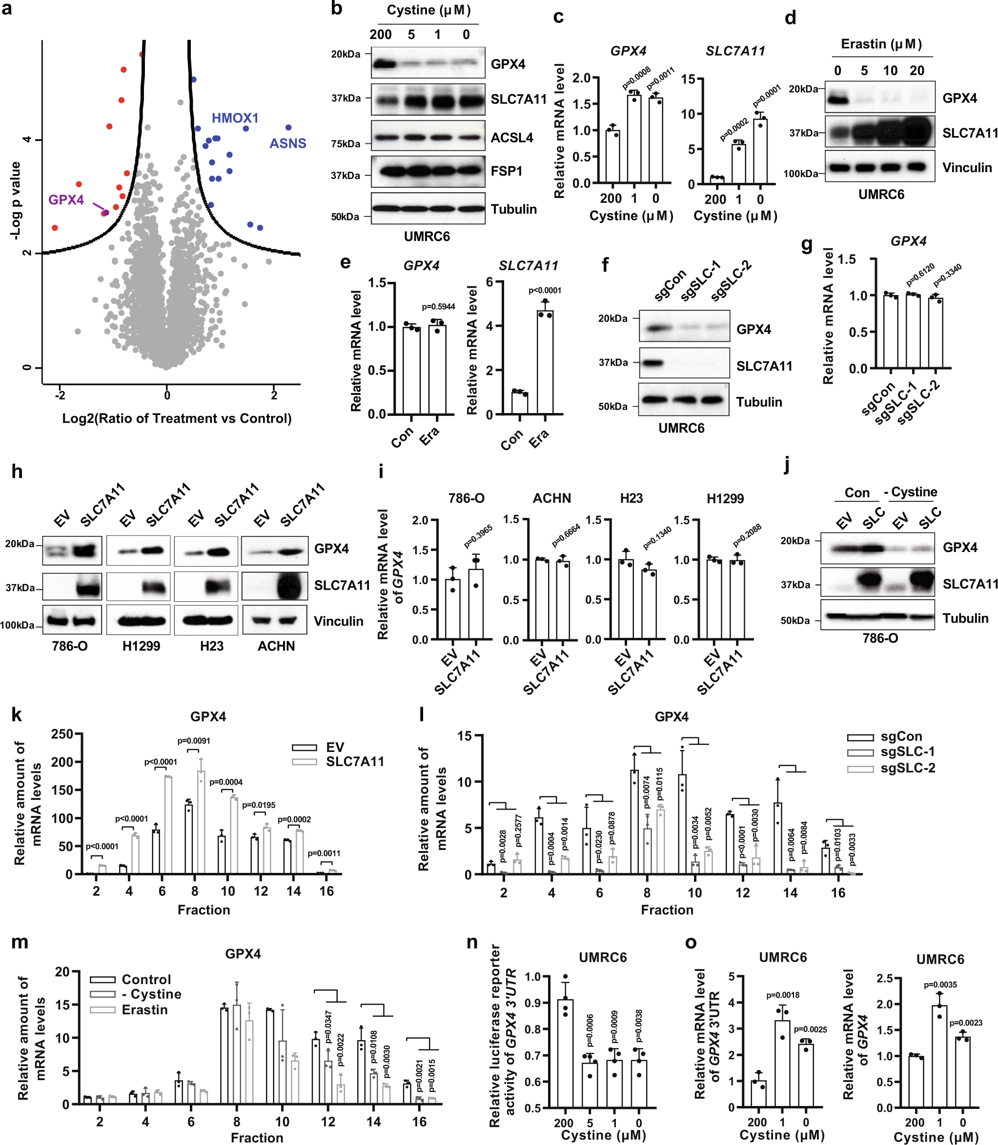 Fig. 1: SLC7A11-mediated cystine uptake promotes GPX4 protein synthesis.