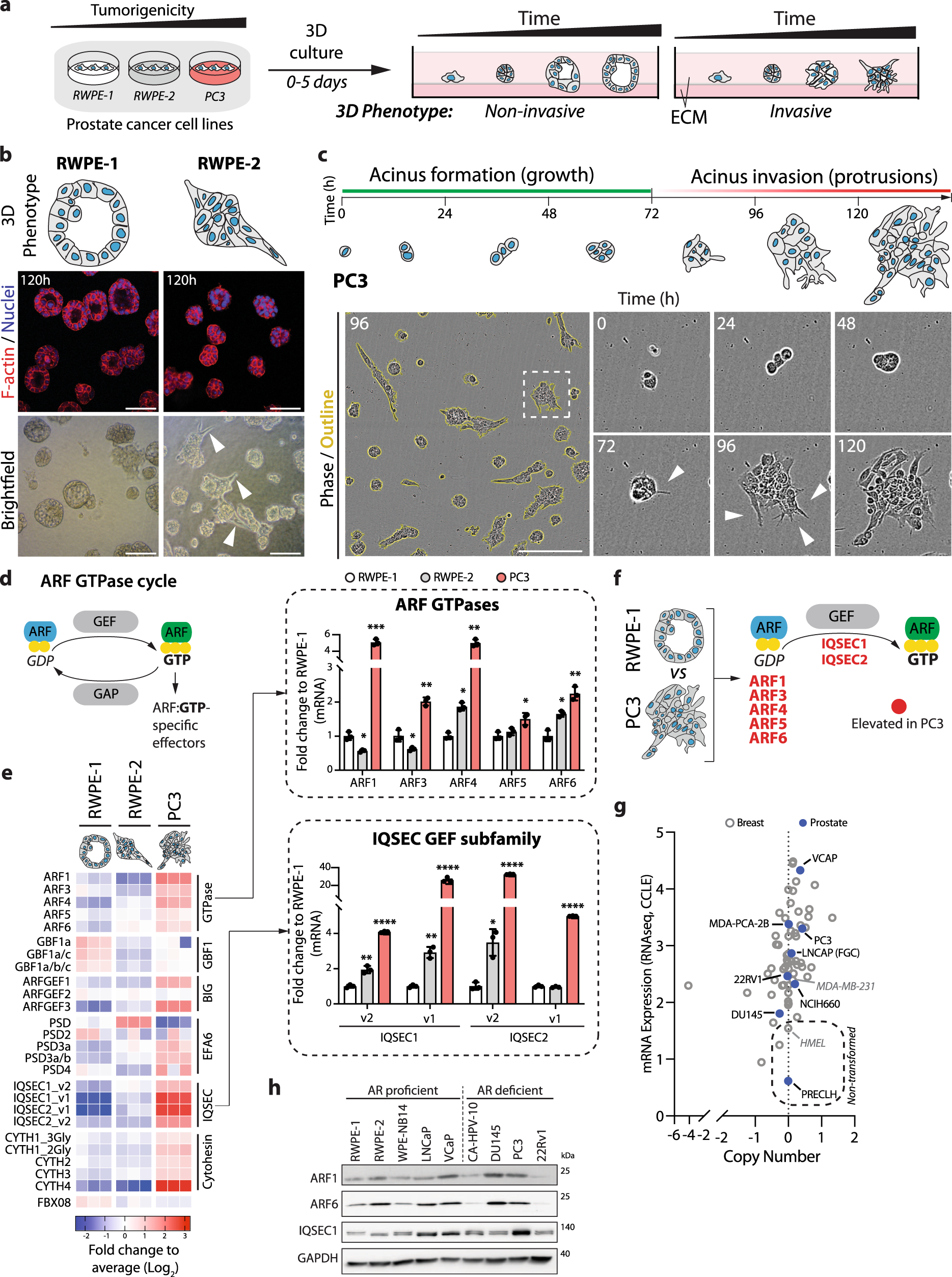 An Arf Gtpase Module Promoting Invasion And Metastasis Through Regulating Phosphoinositide Metabolism Nature Communications An Arf Gtpase Module Promoting Invasion And Metastasis Through Regulating Phosphoinositide Metabolism Nature Communications