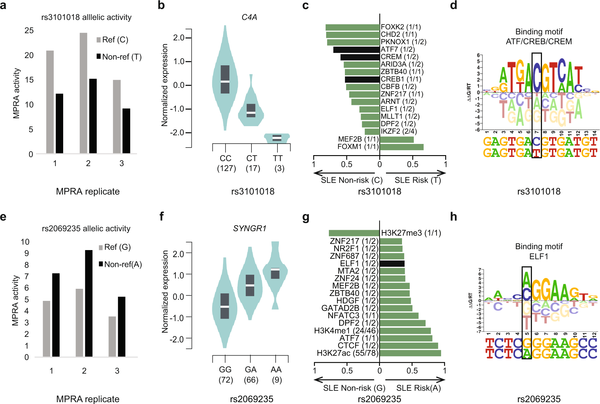 Fig. 4: Lupus risk allele-dependent gene regulatory mechanisms at the C4A and SYNGR1 genomic loci.