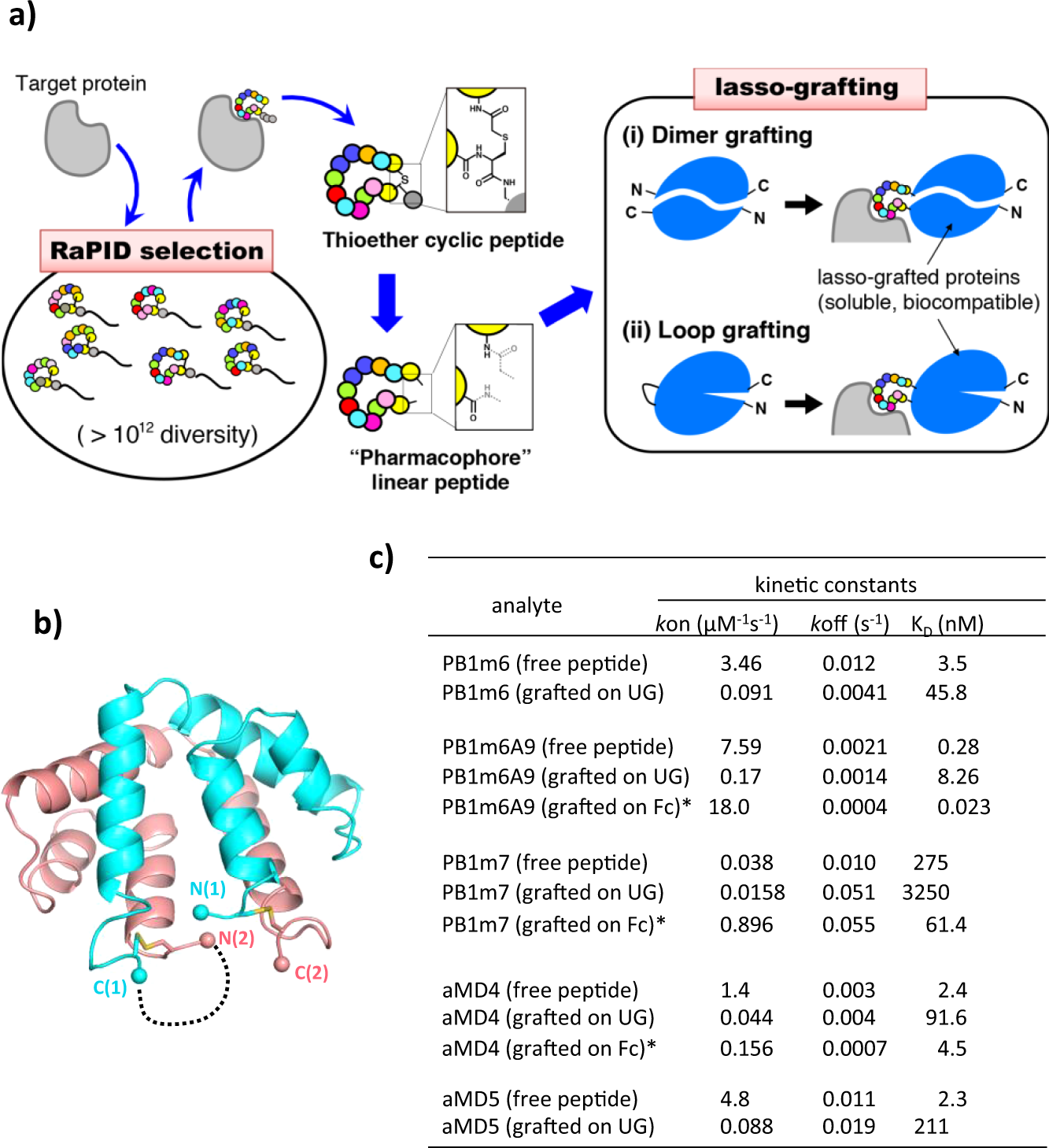 Lasso-grafting of macrocyclic peptide pharmacophores yields  multi-functional proteins | Nature Communications