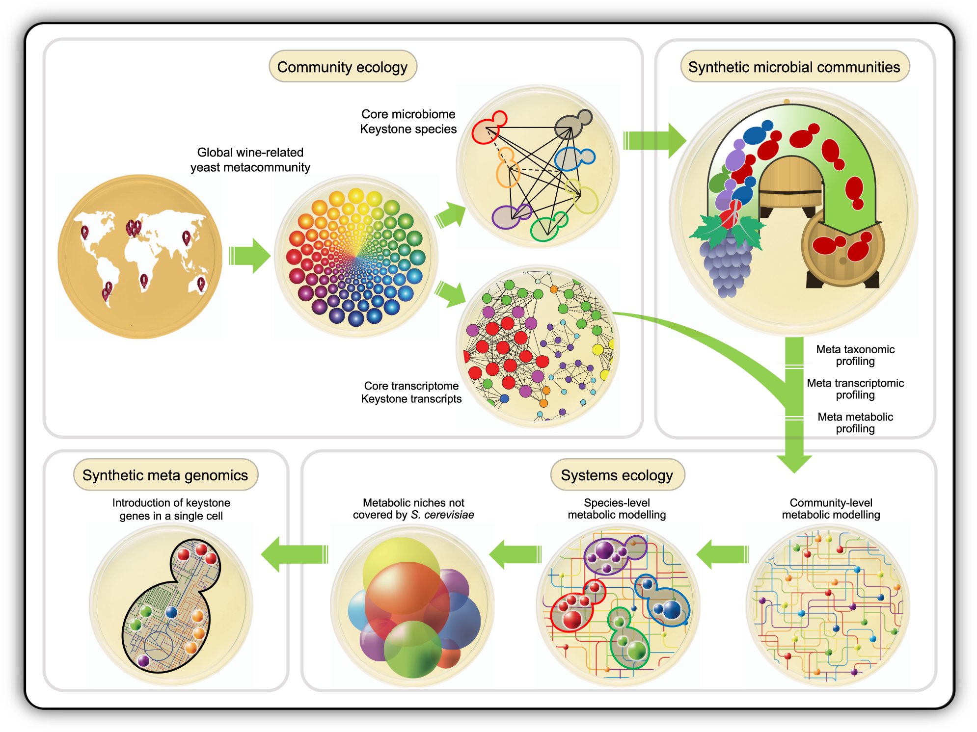 Seeding the idea of encapsulating a representative synthetic metagenome in  a single yeast cell | Nature Communications
