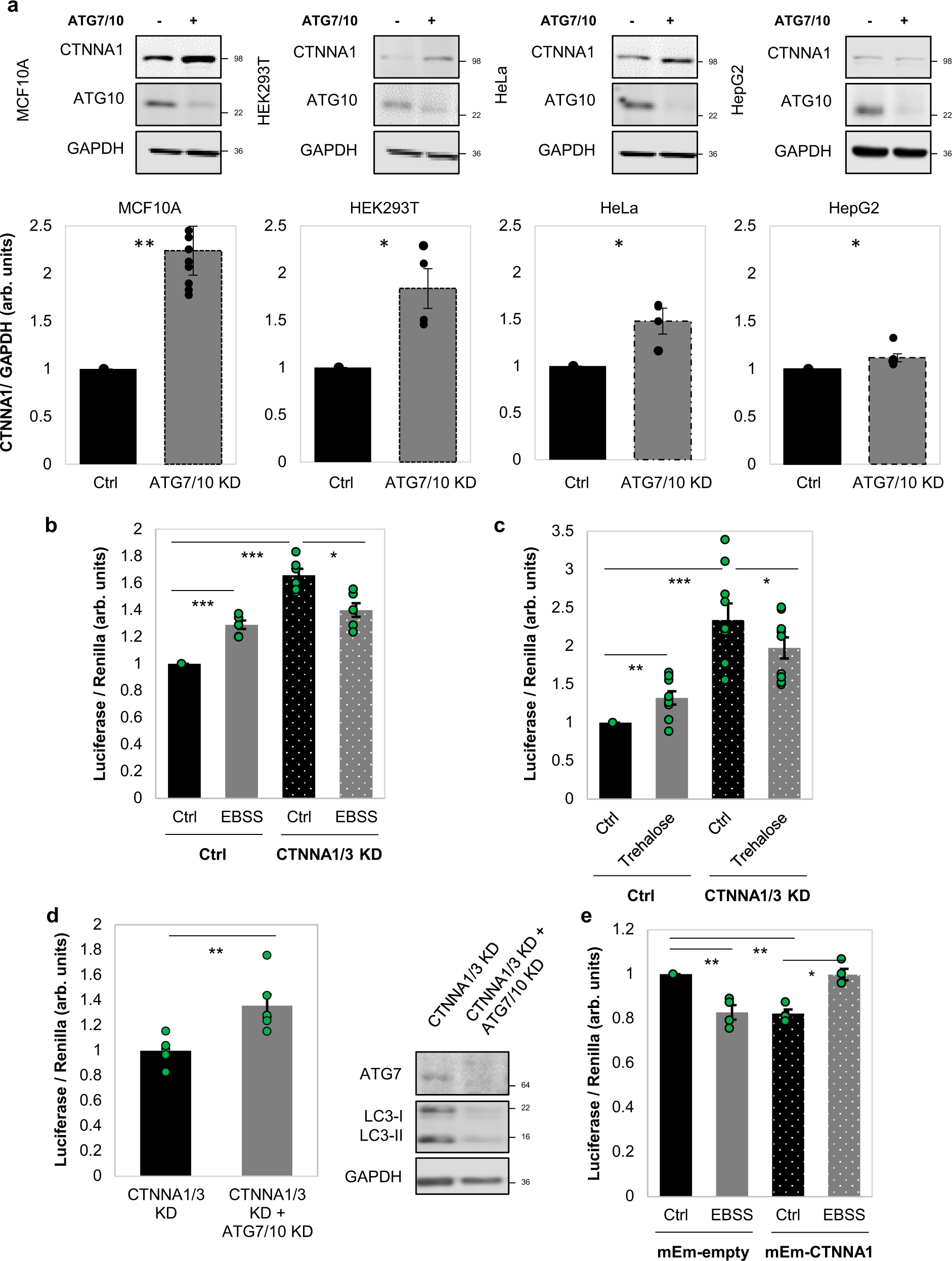 Fig. 10: α-Catenin intracellular protein levels direct the YAP/TAZ response to autophagy perturbations.