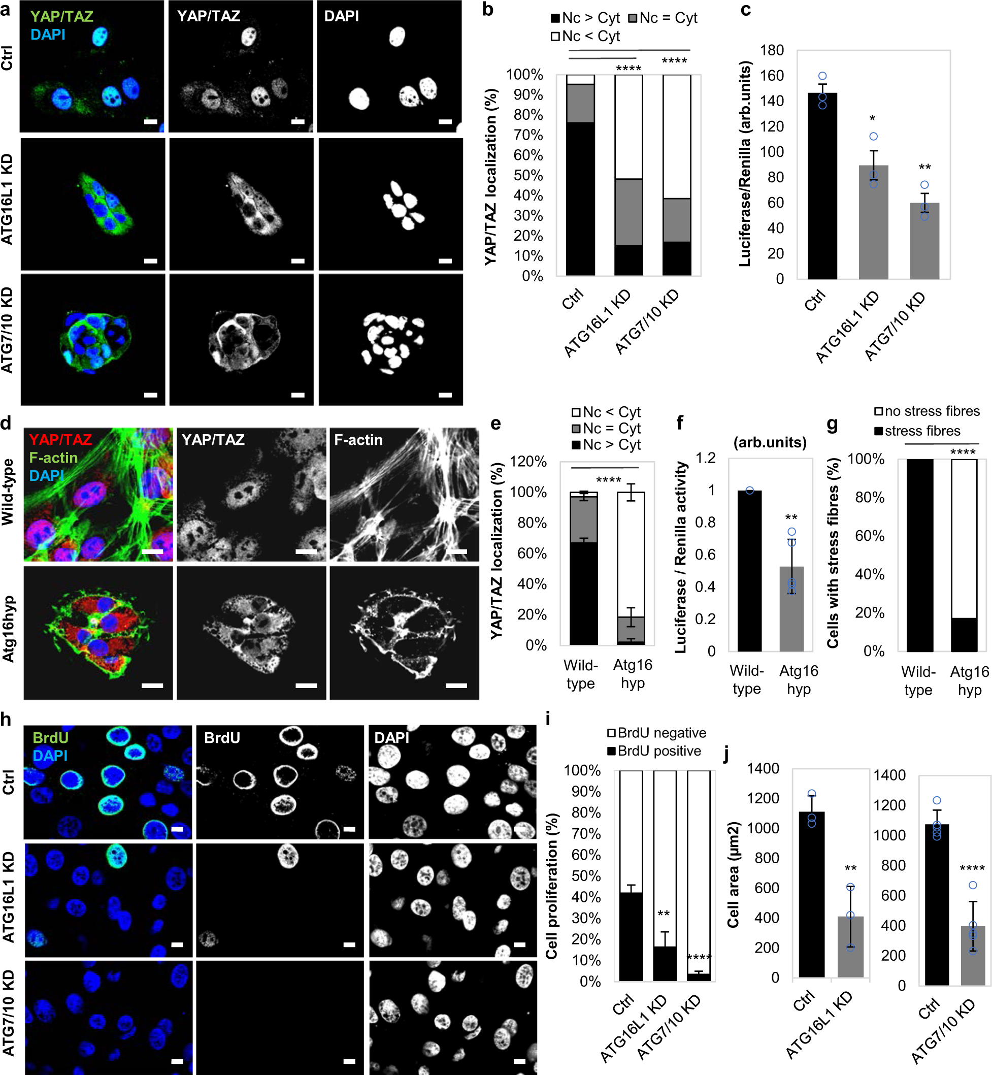 Fig. 1: YAP/TAZ activity is inhibited in autophagy-deficient mammary epithelial cells.