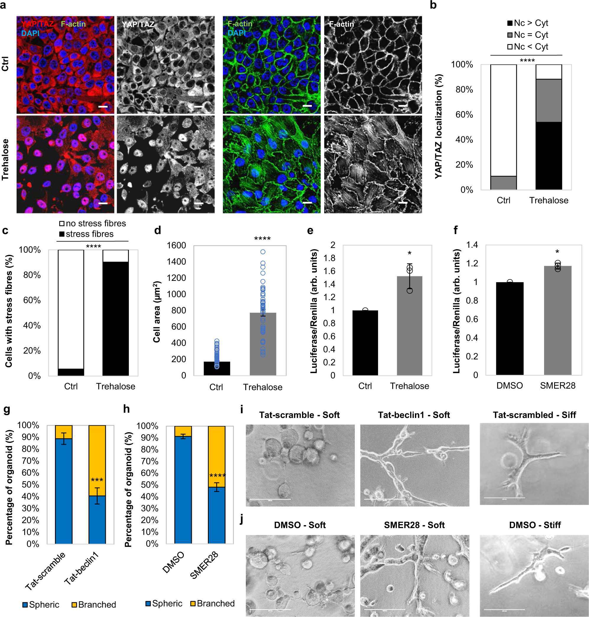 Fig. 4: YAP/TAZ is activated upon autophagy induction (Trehalose, SMER28) in MCF10A cells.