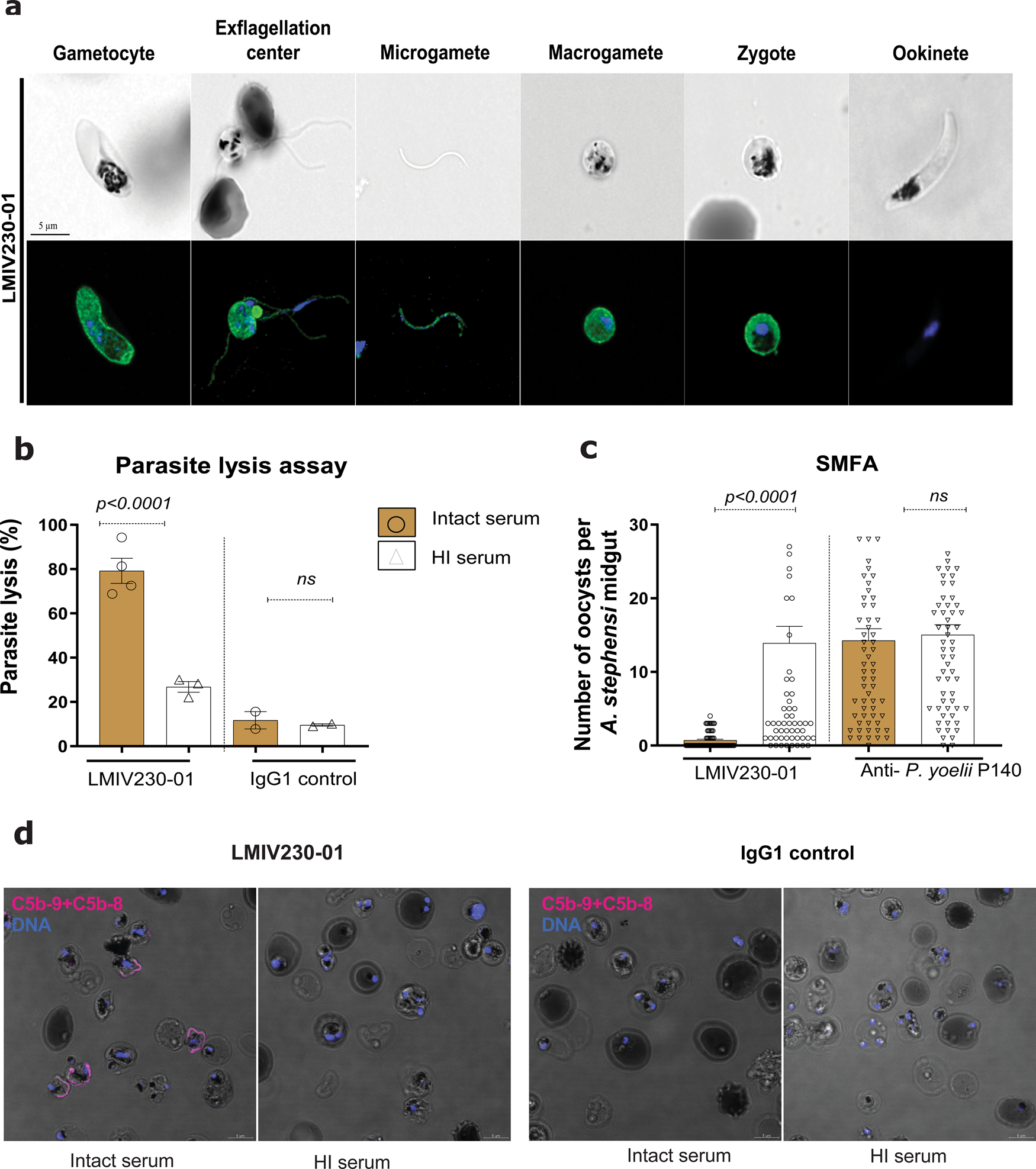 Fig. 2: LMIV230-01 binds to multiple parasite stages and its activity is complement-dependent.