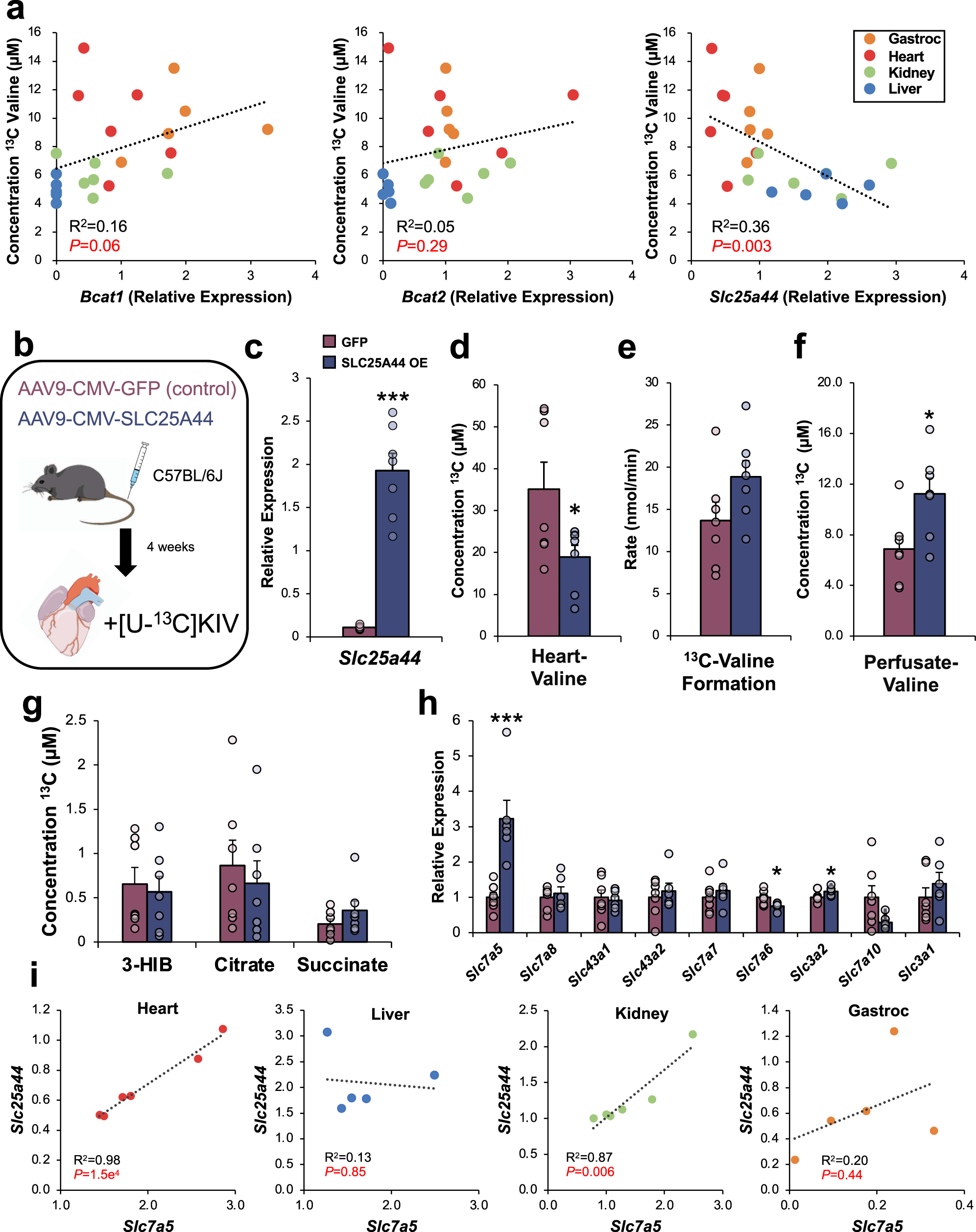 Fig. 3: Over-expression of SLC25A44 decreases KIV reamination in the isolated perfused mouse heart.