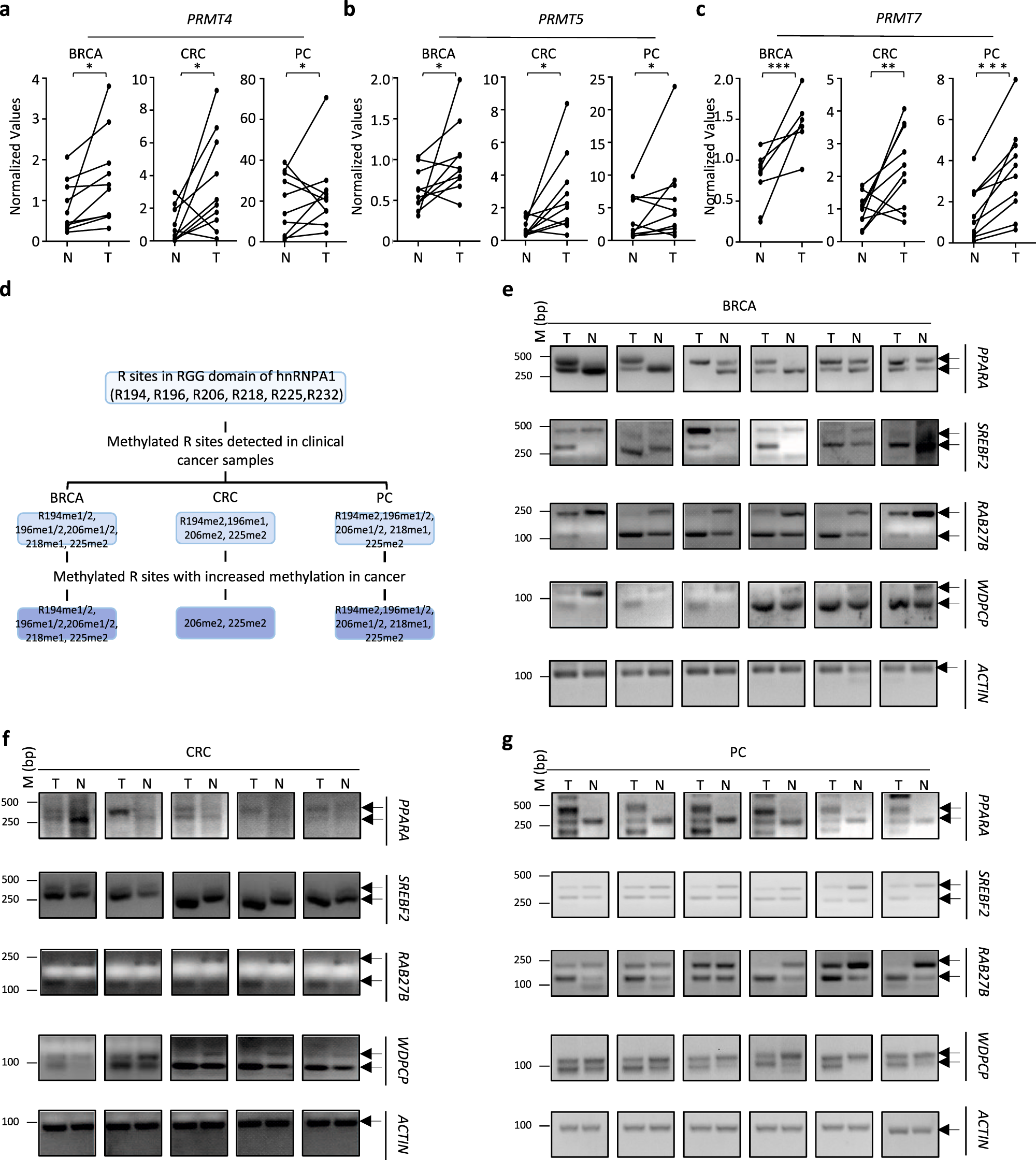 Fig. 6: PRMT4, 5, 7, and hnRNPA1 arginine methylation were over-presented in multiple types of cancers.