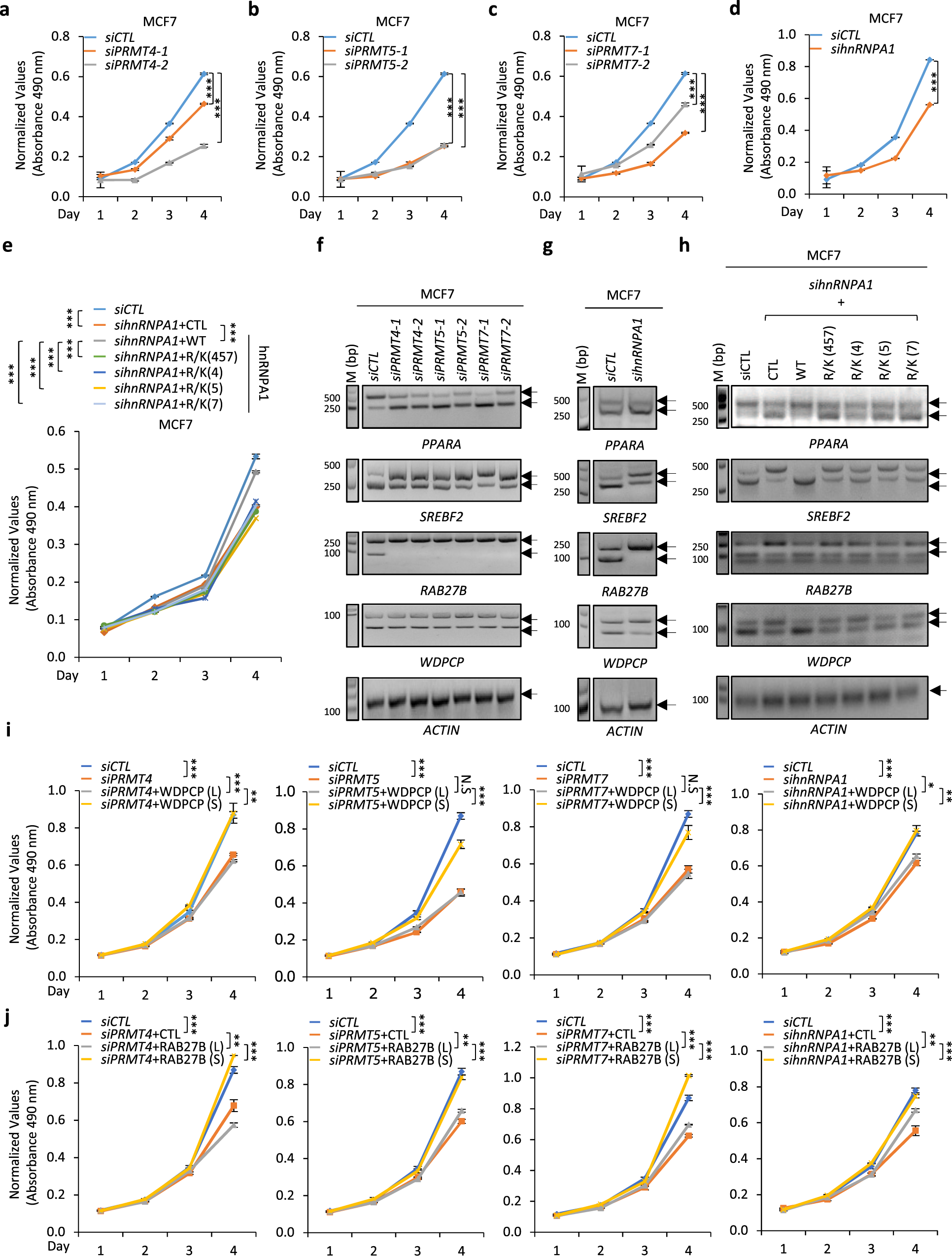 Fig. 7: PRMT4, 5, 7, and hnRNPA1 arginine methylation were required for the growth of multiple types of cancer cells.