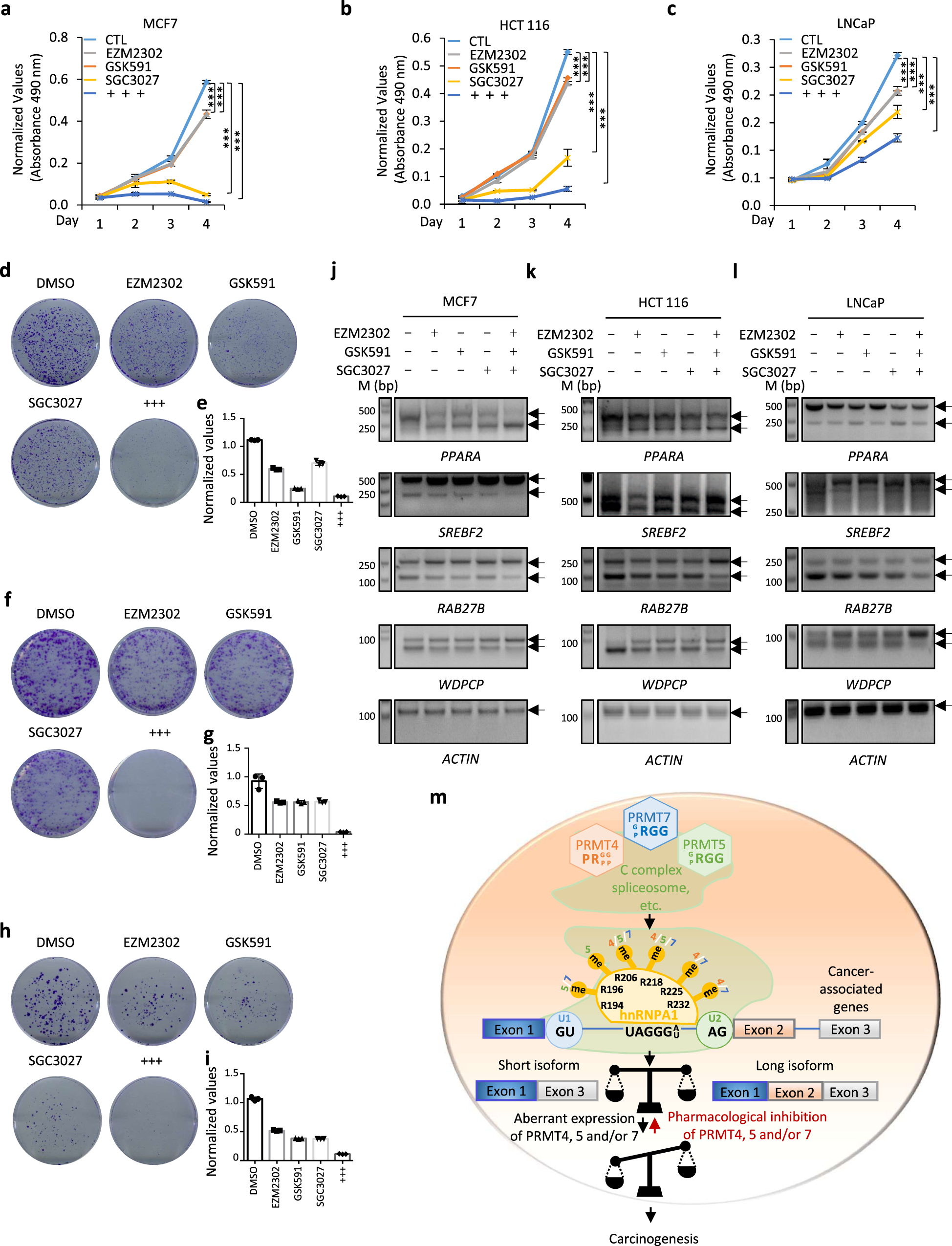Fig. 8: Pharmacological inhibition of PRMT4, 5, and 7 alters RNA alternative splicing and suppresses cancer cell growth.