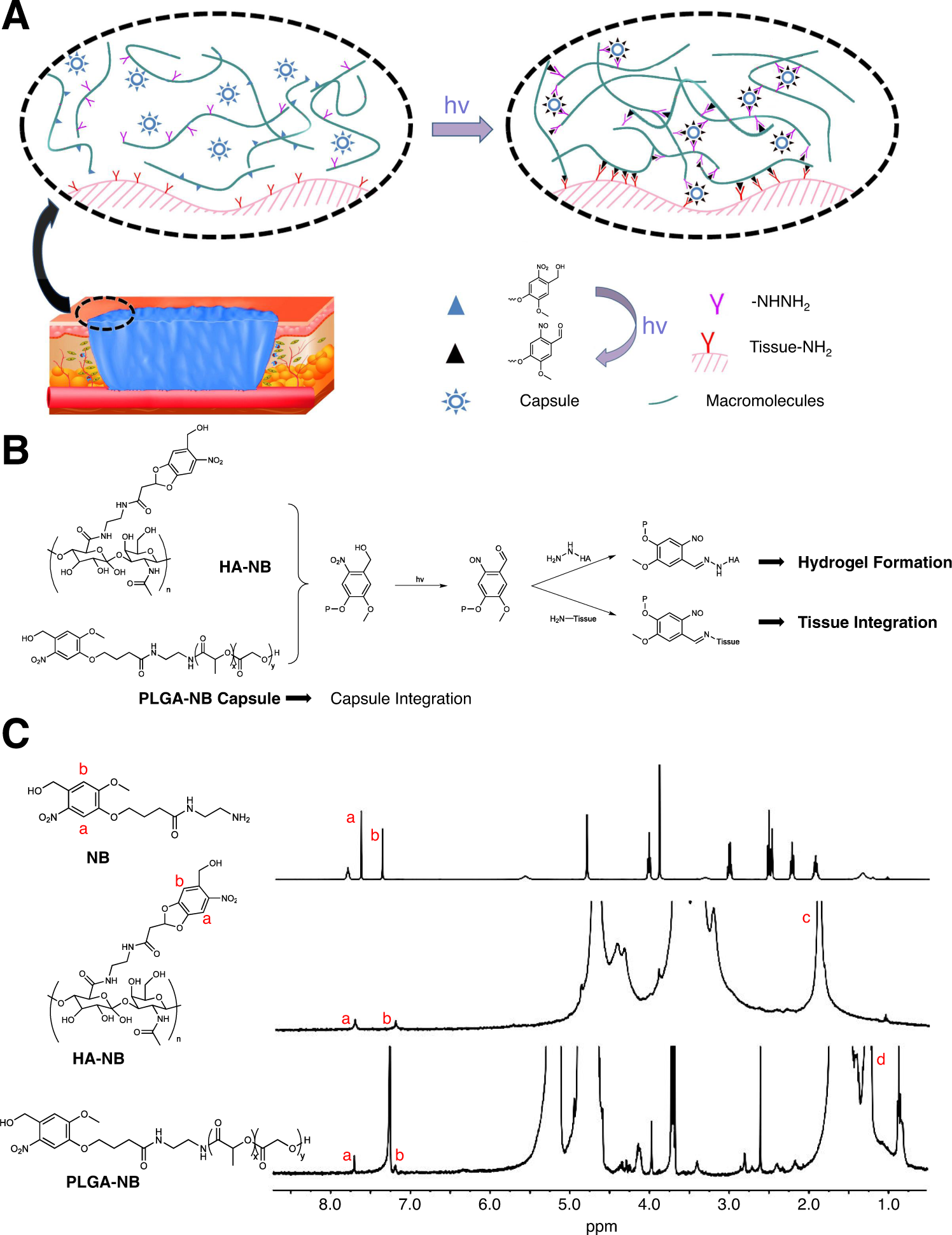 A Pulsatile Release Platform Based On Photo Induced Imine Crosslinking Hydrogel Promotes Scarless Wound Healing Nature Communications A Pulsatile Release Platform Based On Photo Induced Imine Crosslinking Hydrogel Promotes Scarless Wound Healing Nature Communications