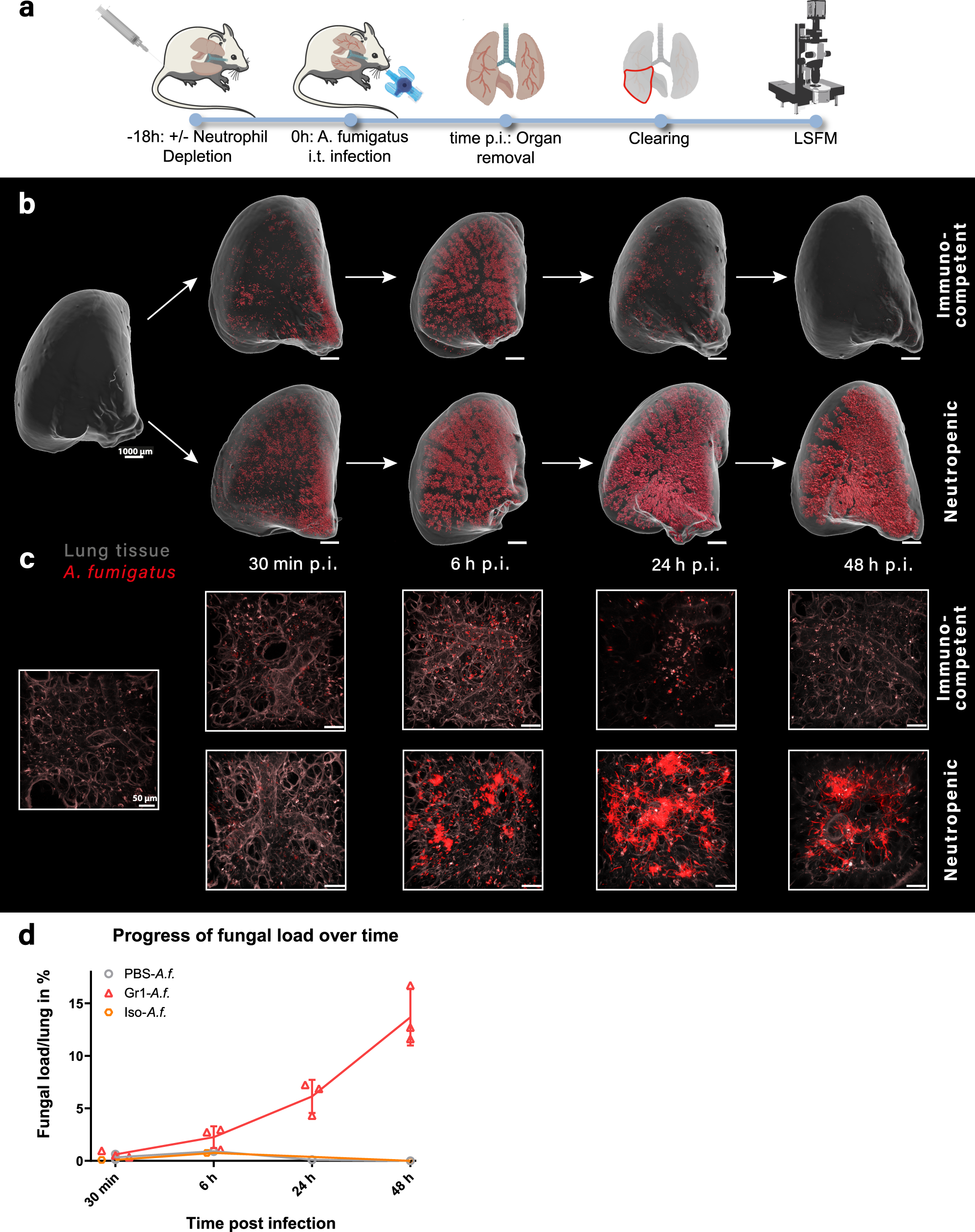 Antibody-guided in vivo imaging of Aspergillus fumigatus lung infections  during antifungal azole treatment | Nature Communications