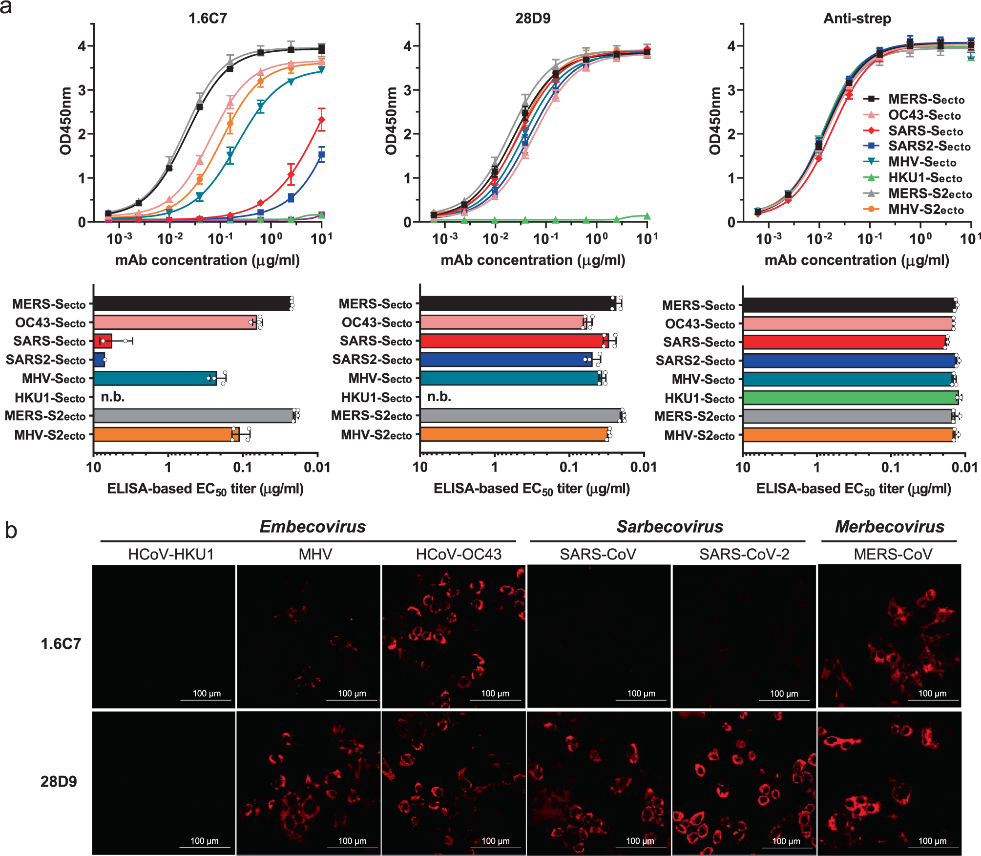 A conserved immunogenic and vulnerable site on the coronavirus spike  protein delineated by cross-reactive monoclonal antibodies | Nature  Communications