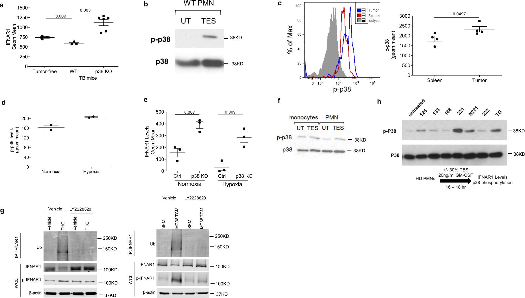 Fig. 6: Downregulation of IFNAR1 in MDSCs is mediated by p38.