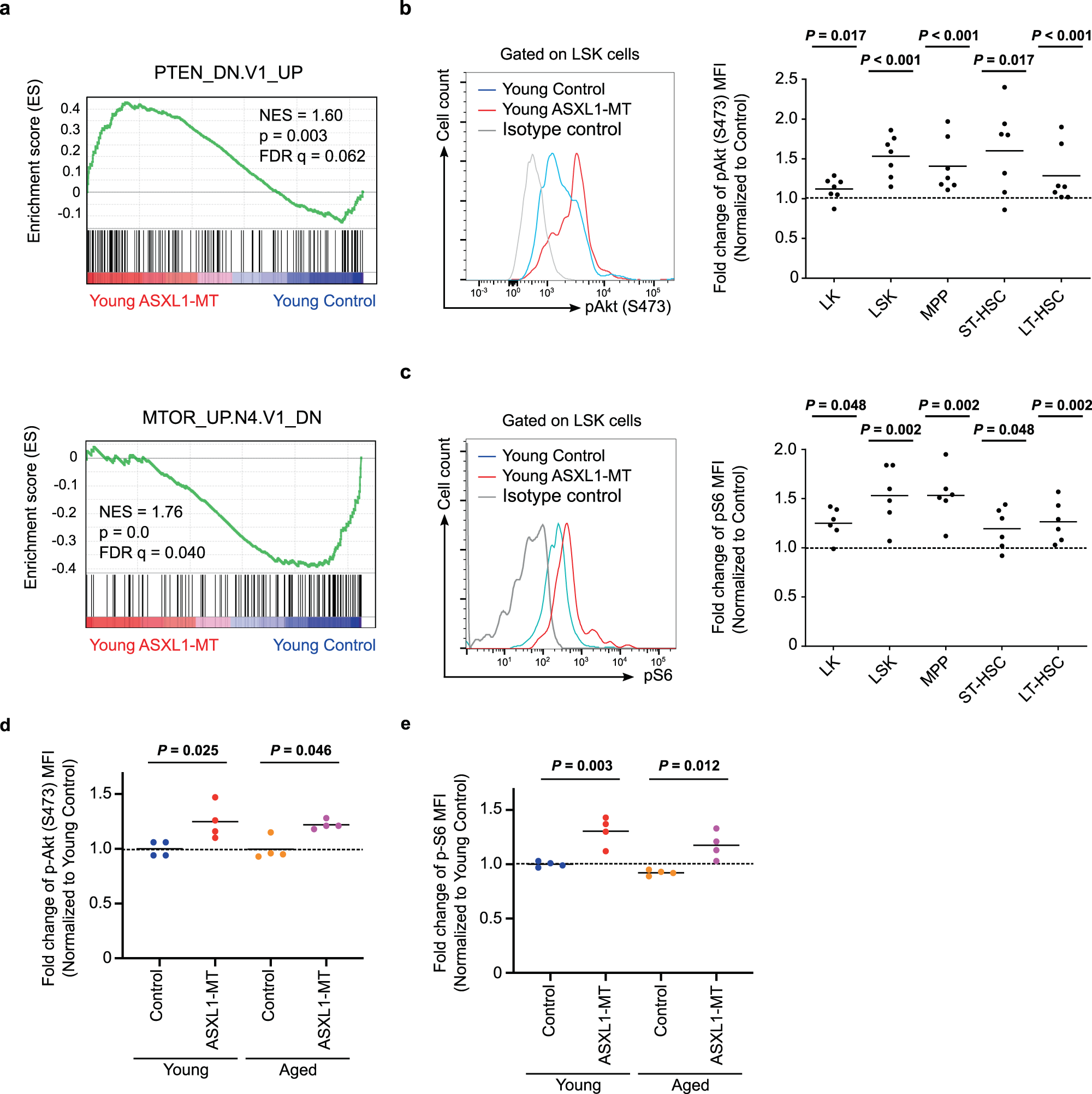 Fig. 4: ASXL1-MT activates Akt/mTOR pathway in both young and aged mice.