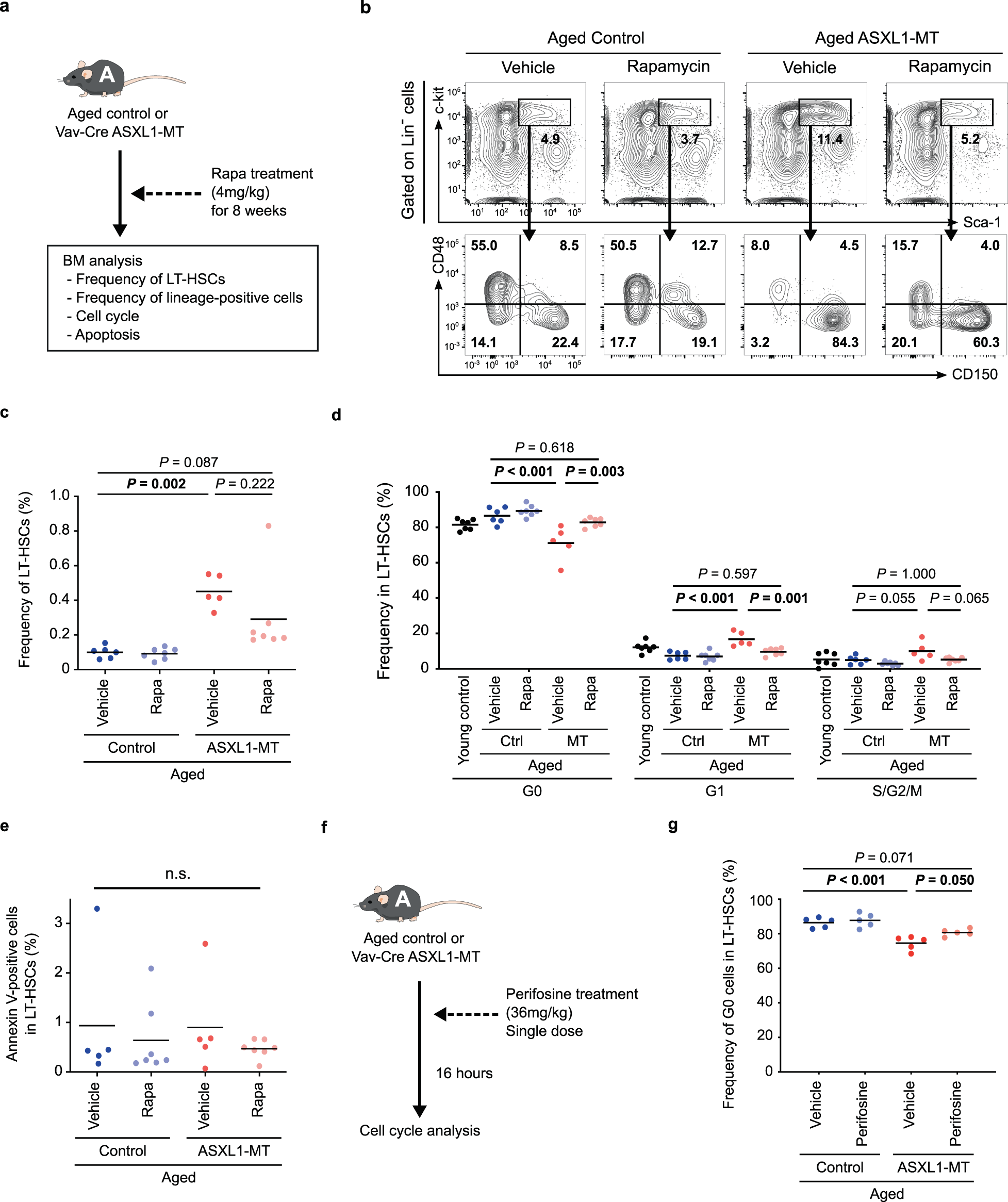 Fig. 5: Inhibition of Akt/mTOR pathway ameliorates ASXL1-MT-induced aberrant proliferation of pLT-HSCs.
