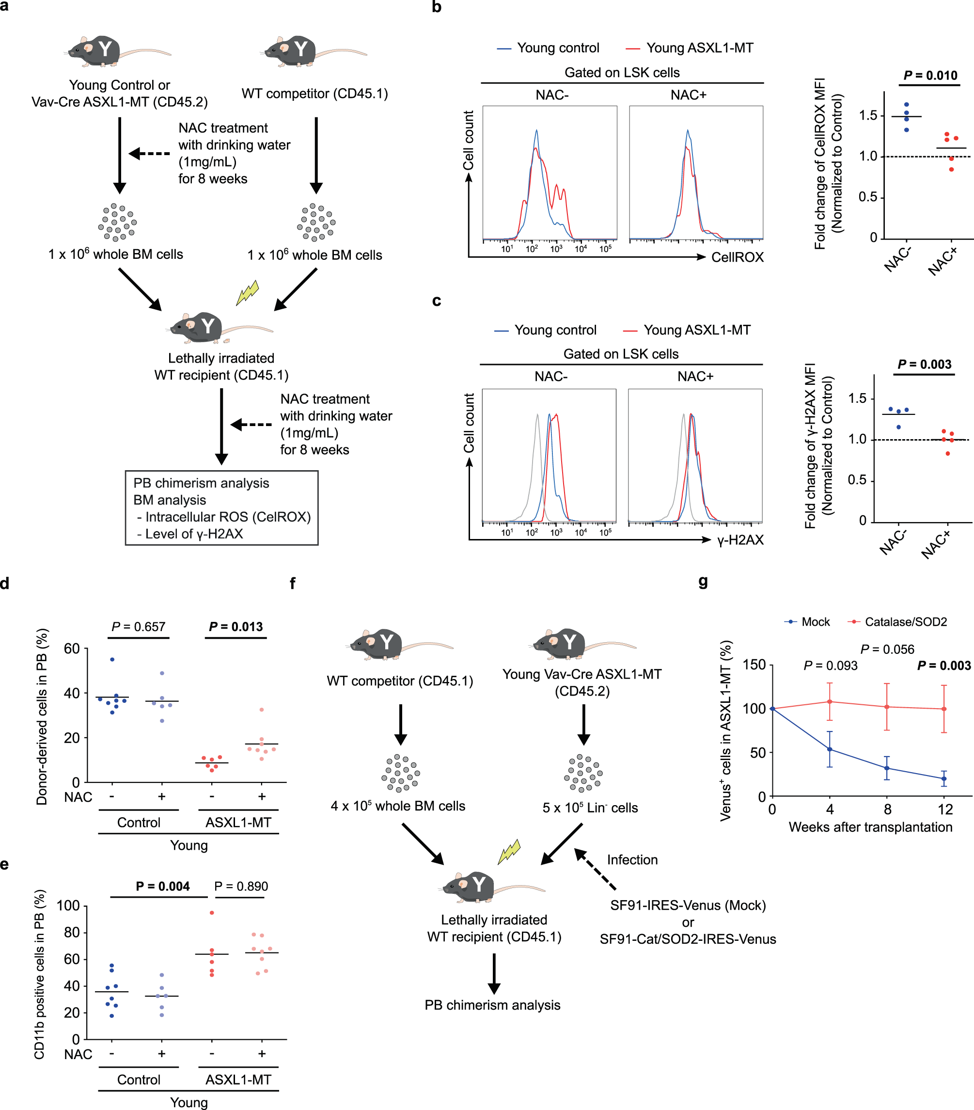 Fig. 8: ROS-mediated DNA damage causes dysfunction of LT-HSCs.