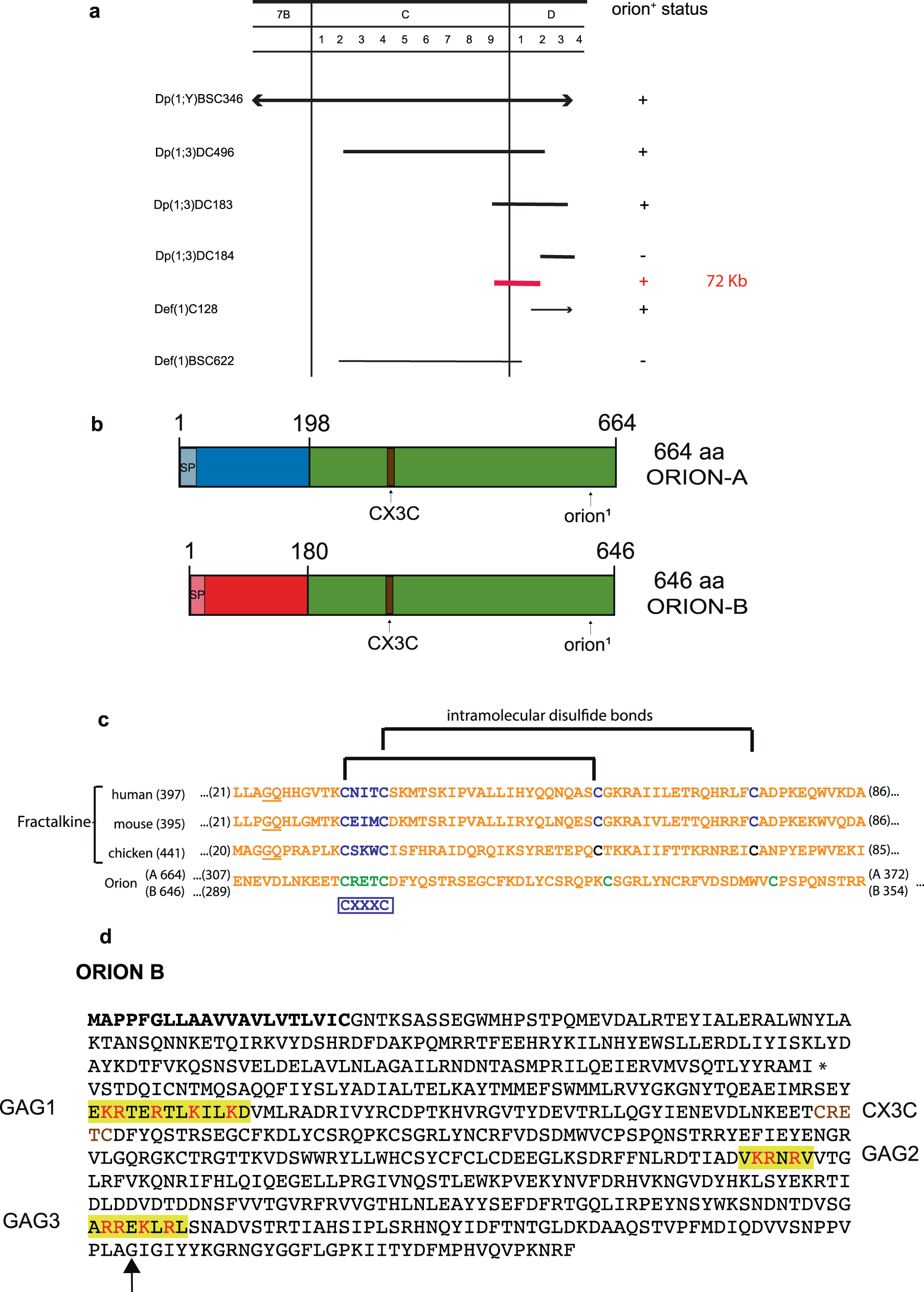 Fig. 2: The orion gene encodes for a CX3C motif-containing protein.