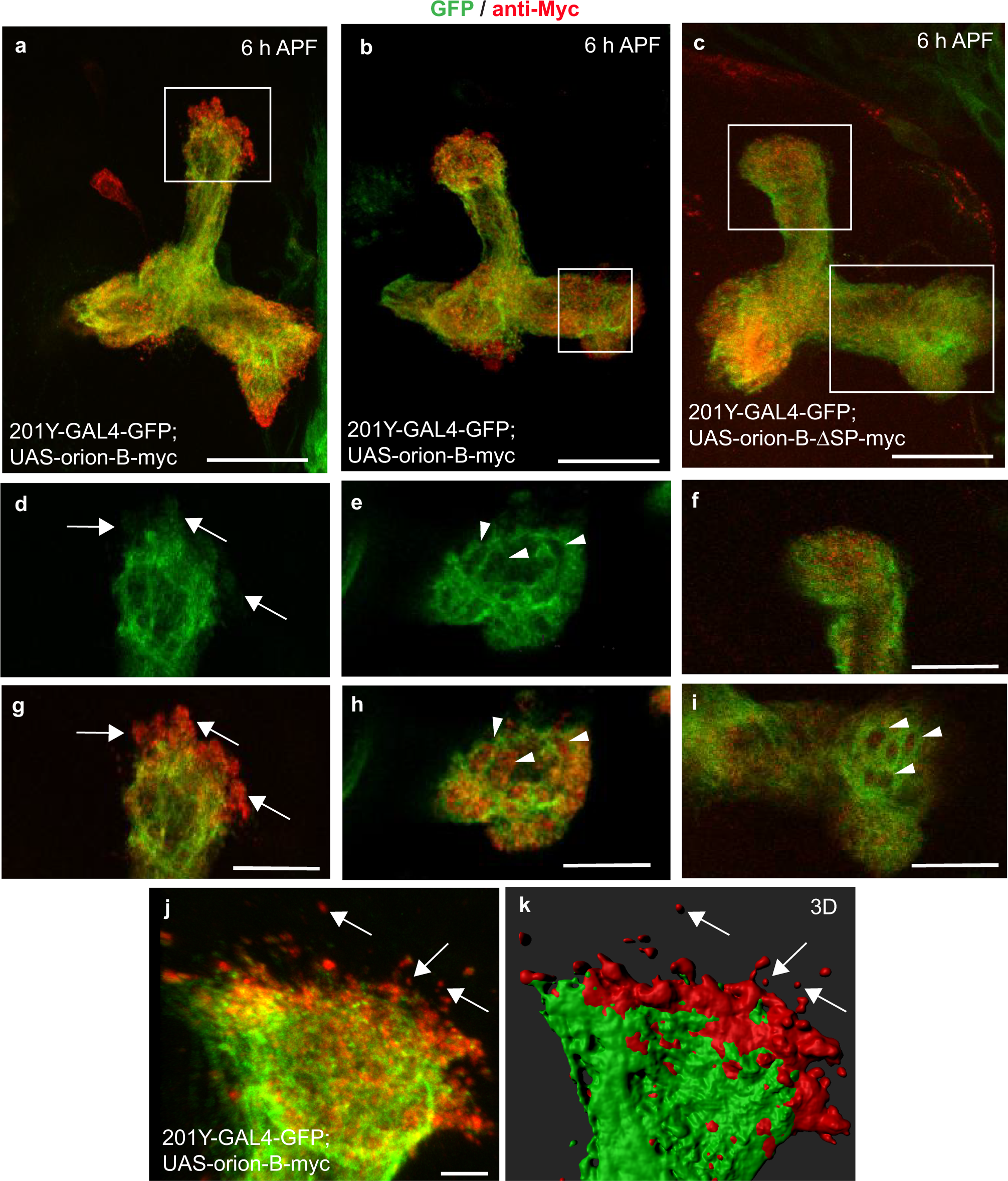 Fig. 3: Orion is extracellularly present on MB γ axons.