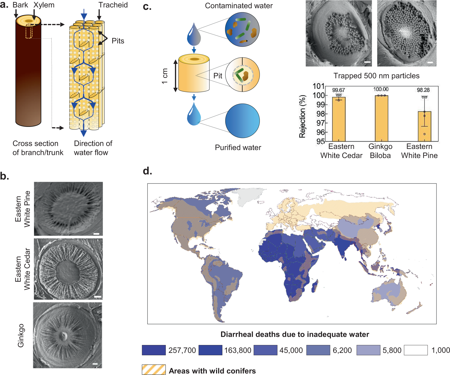 Engineering and characterization of gymnosperm sapwood toward enabling the  design of water filtration devices | Nature Communications