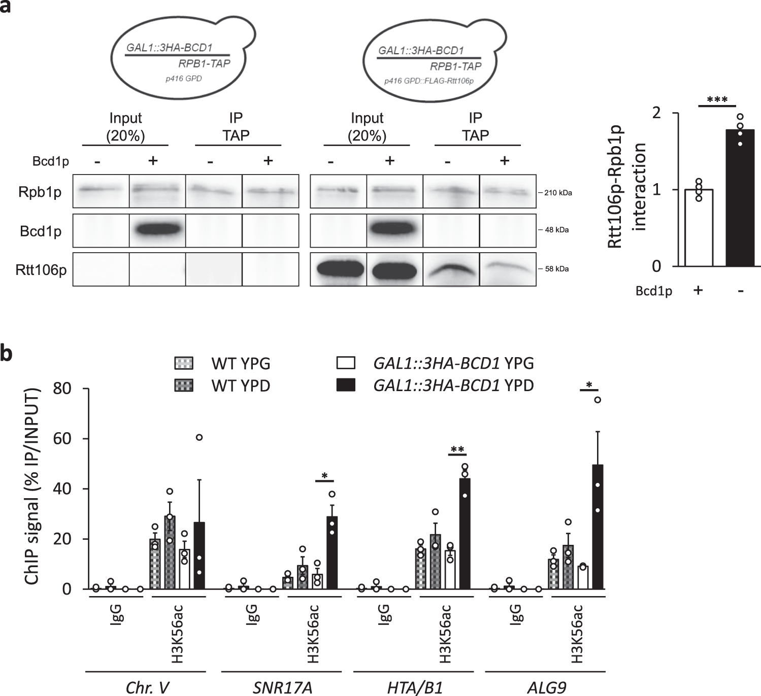 Fig. 4: Bcd1p controls transcription-dependent activity of Rtt106p.