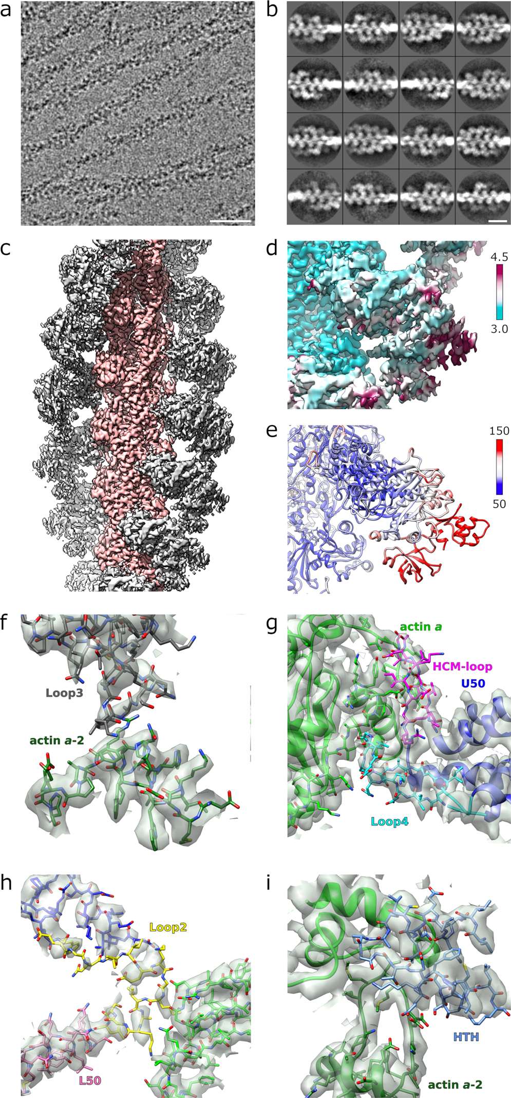 The actomyosin interface contains an evolutionary conserved core and an  ancillary interface involved in specificity | Nature Communications