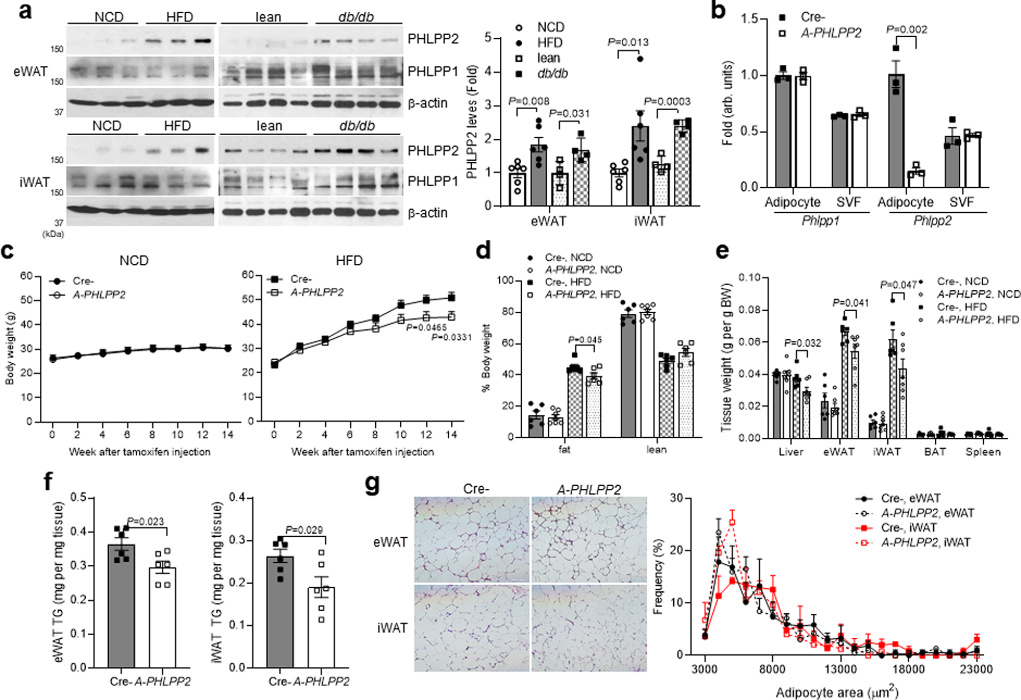 Fig. 1: Blocking adipocyte PHLPP2 attenuates HFD-induced adipocyte hypertrophy.