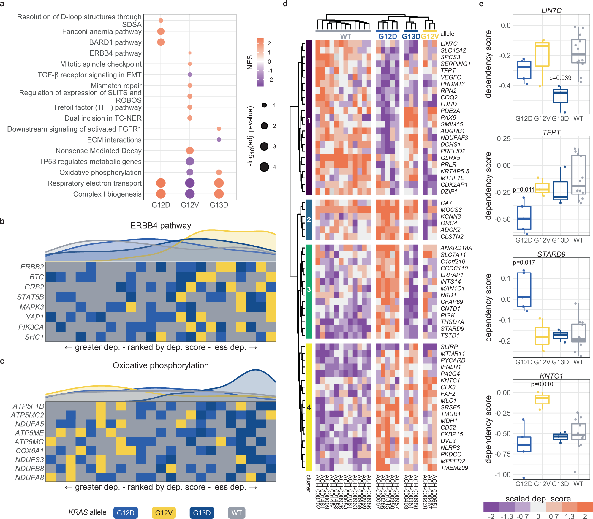 Fig. 4: Allele-specific genetic dependencies in COAD cell lines.
