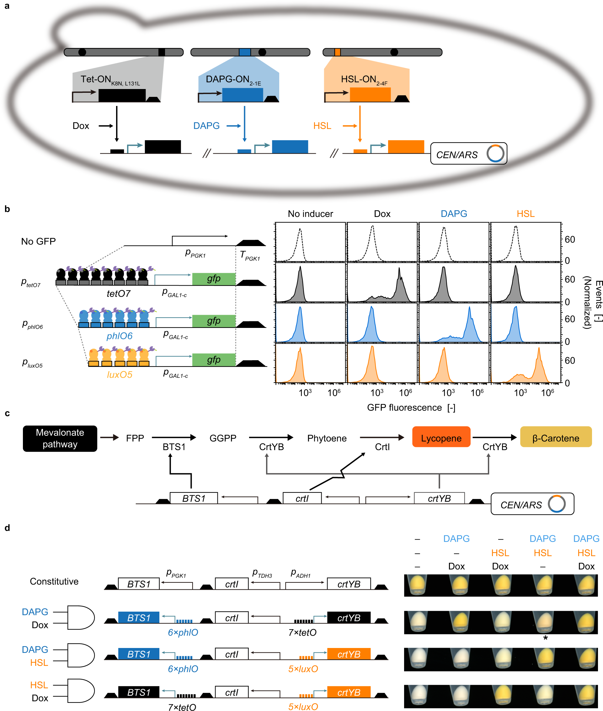 Fig. 5: Regulation of the flux from FPP toward β-carotene by using the developed switches.