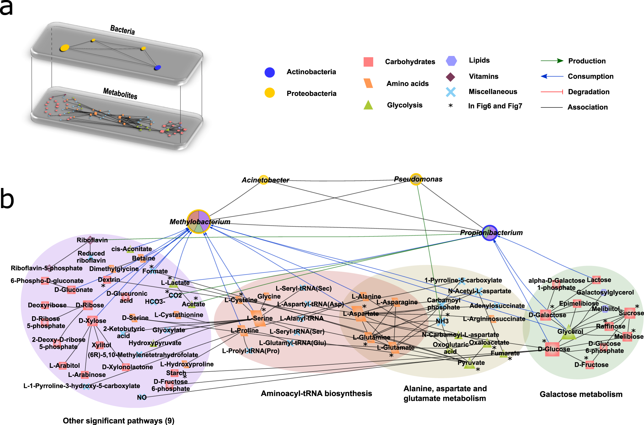 Fig. 7: H. pylori-affected bacteria-metabolite network in gastric environment of dyspeptic patients.