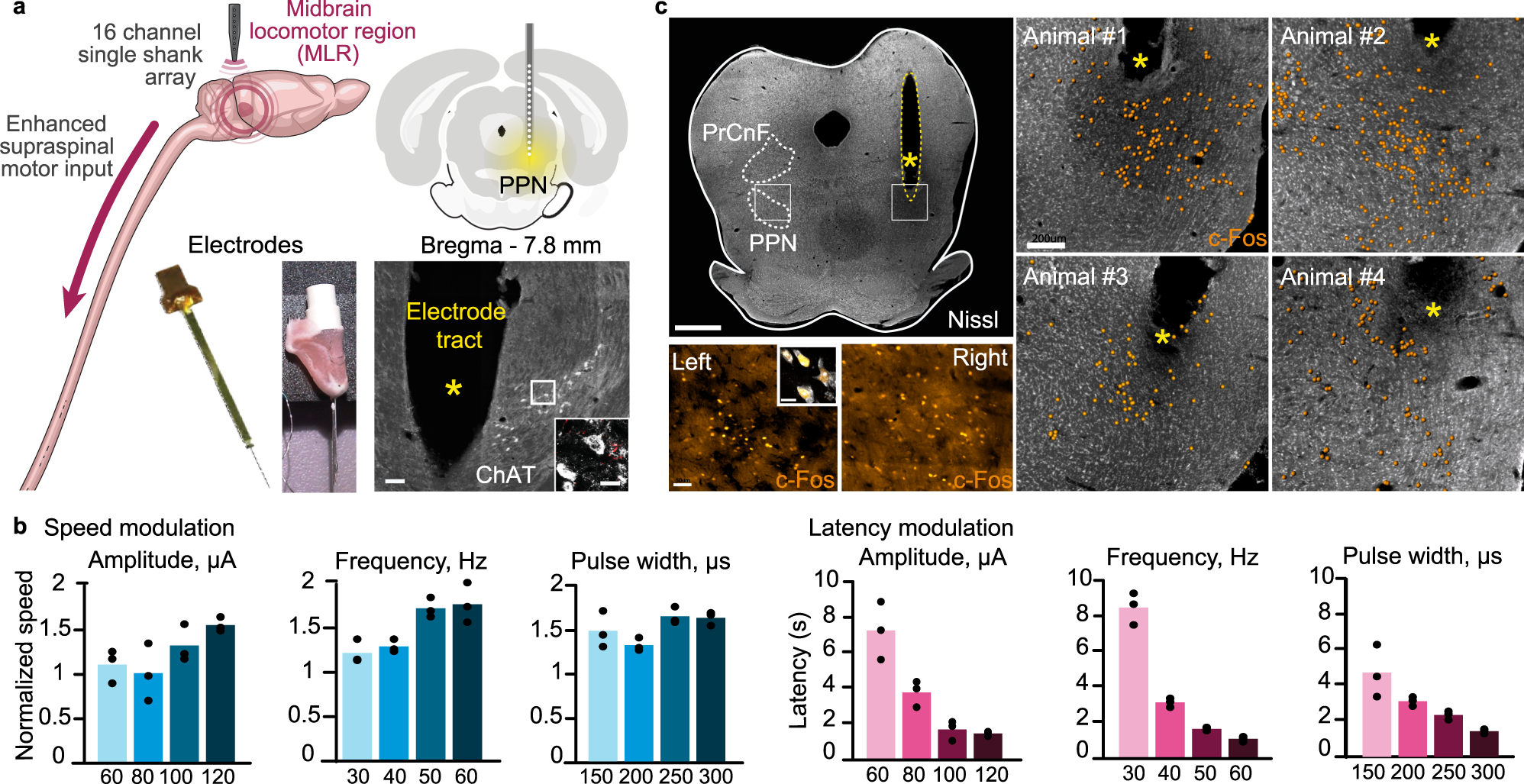 Trives Feasibility Åben Multi-pronged neuromodulation intervention engages the residual motor  circuitry to facilitate walking in a rat model of spinal cord injury |  Nature Communications