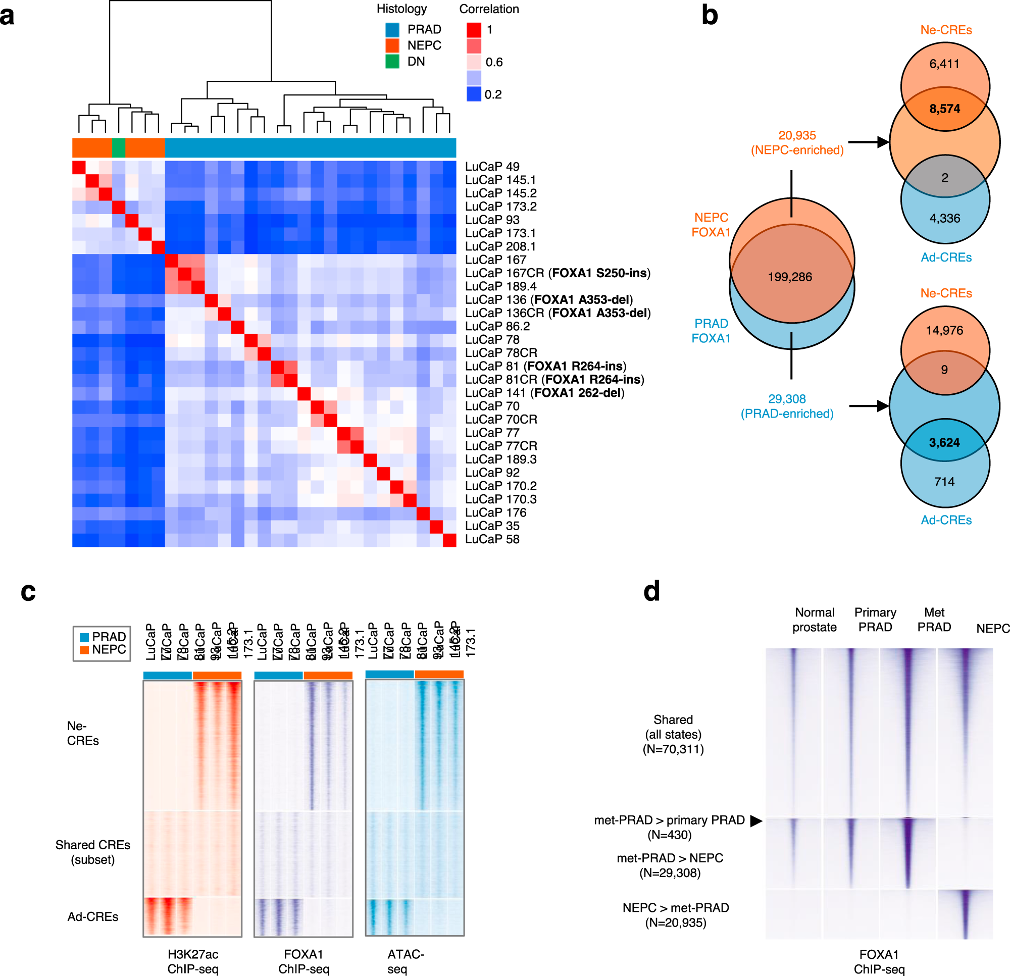 Fig. 3: Reprogramming of the FOXA1 cistrome in NEPC.