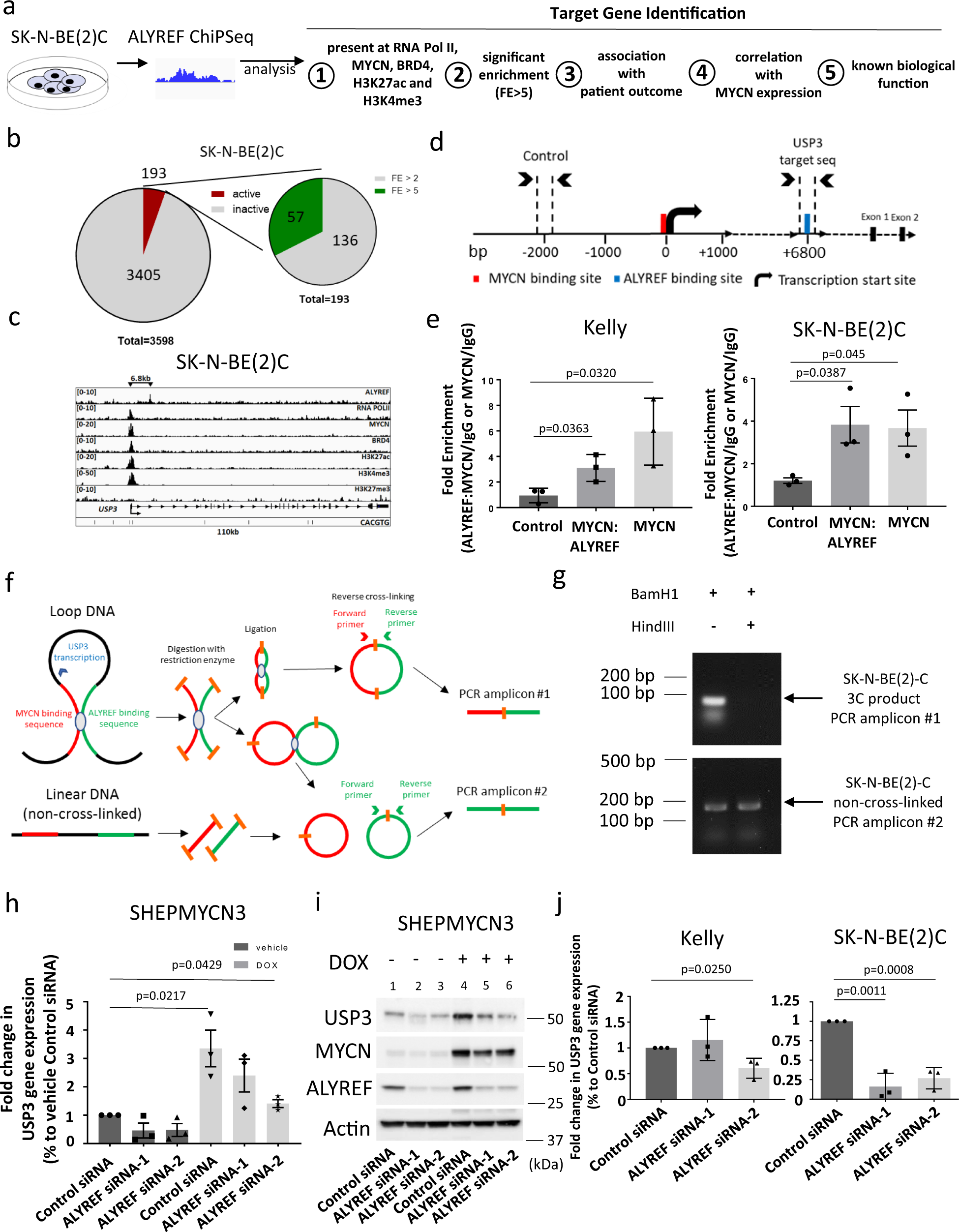 Fig. 5: ALYREF and MYCN form a transcriptional activator complex which upregulates USP3 expression.