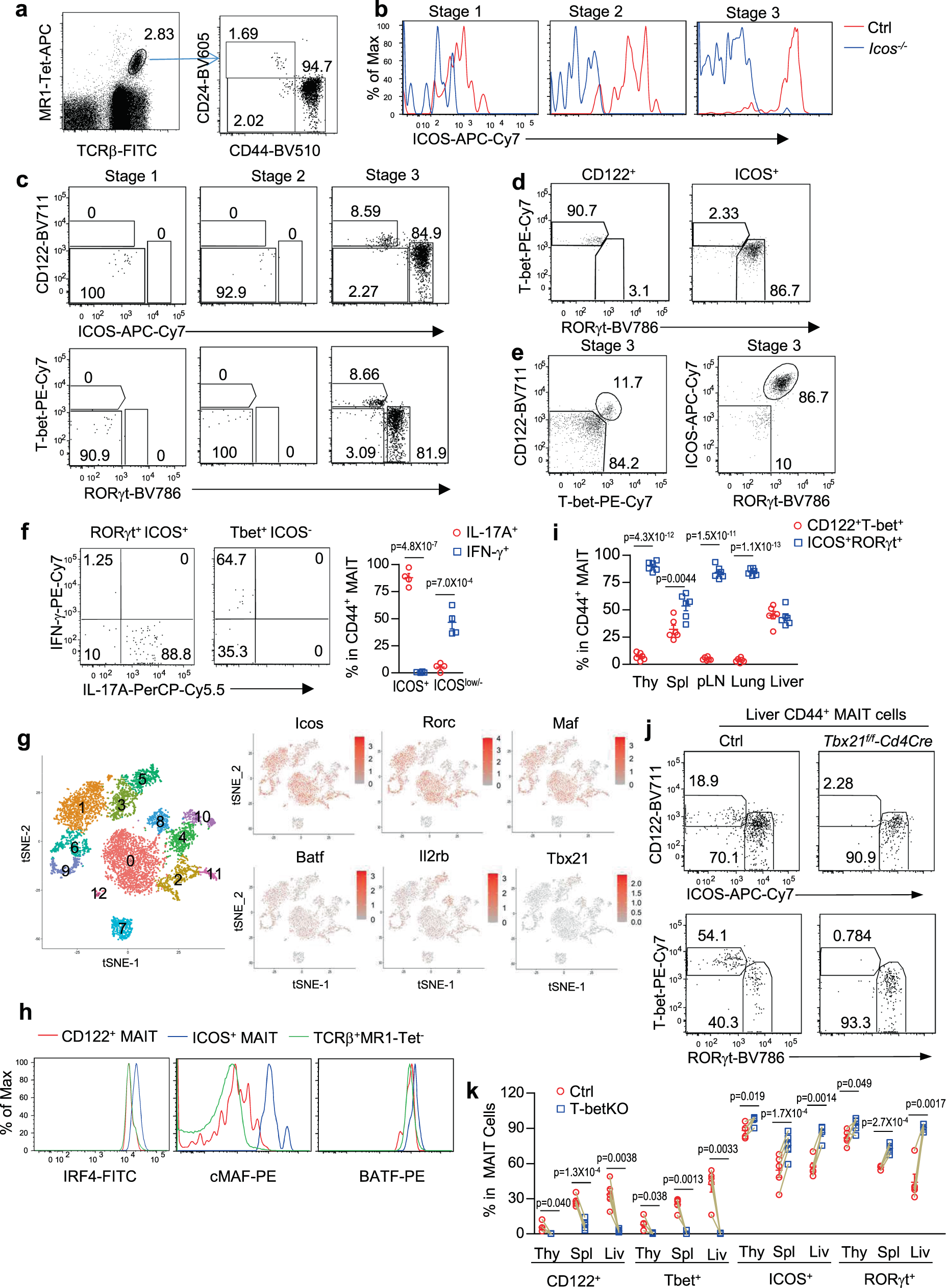 Differential controls of MAIT cell effector polarization by mTORC1/mTORC2  via integrating cytokine and costimulatory signals | Nature Communications