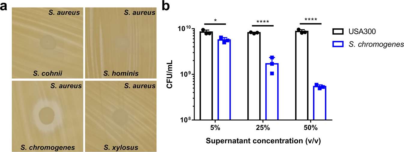 Fig. 1: S. chromogenes secretes a molecule that inhibits S. aureus growth.