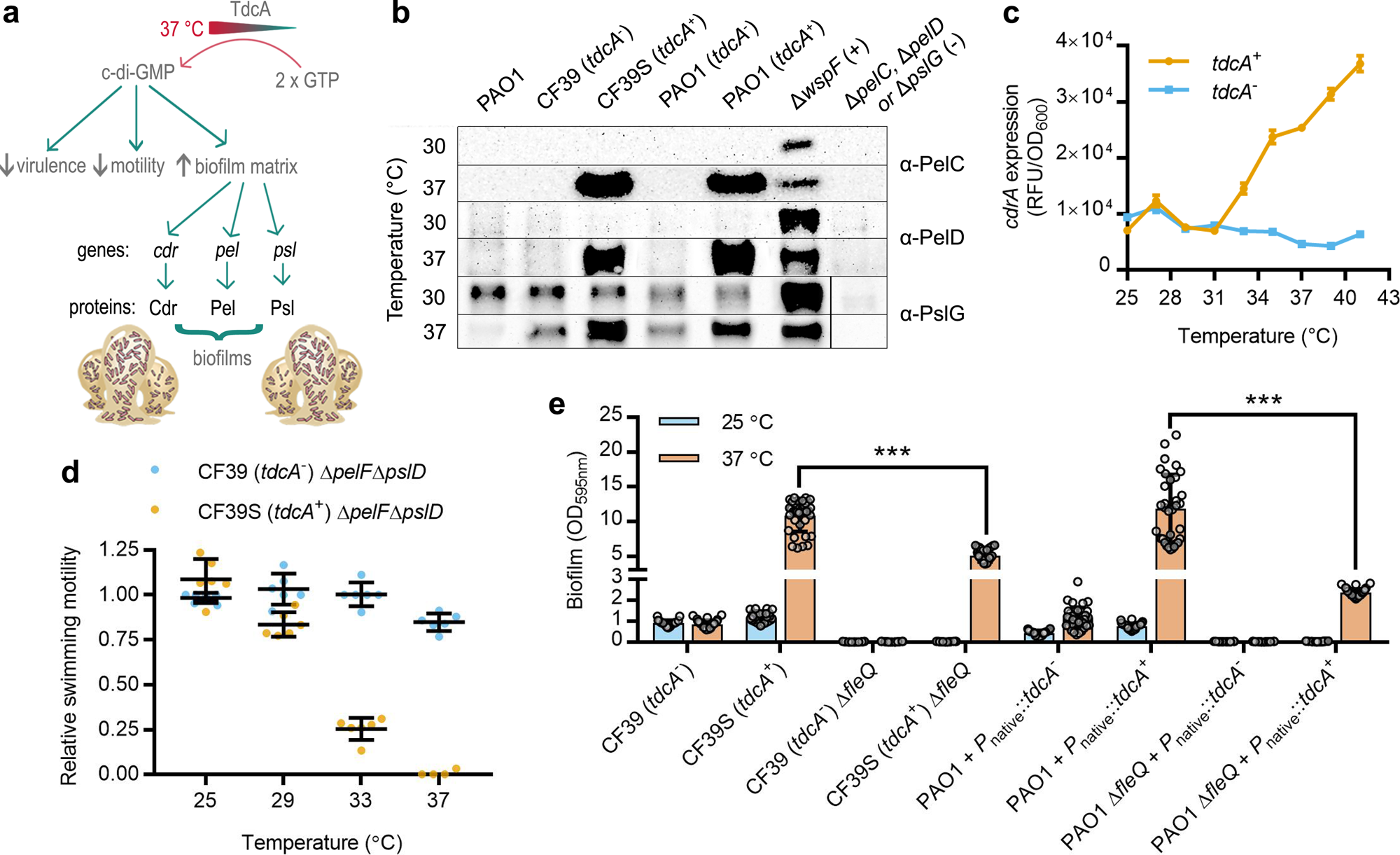 Fig. 2: Cyclic diguanylate (c-di-GMP)-dependent thermotransduction.