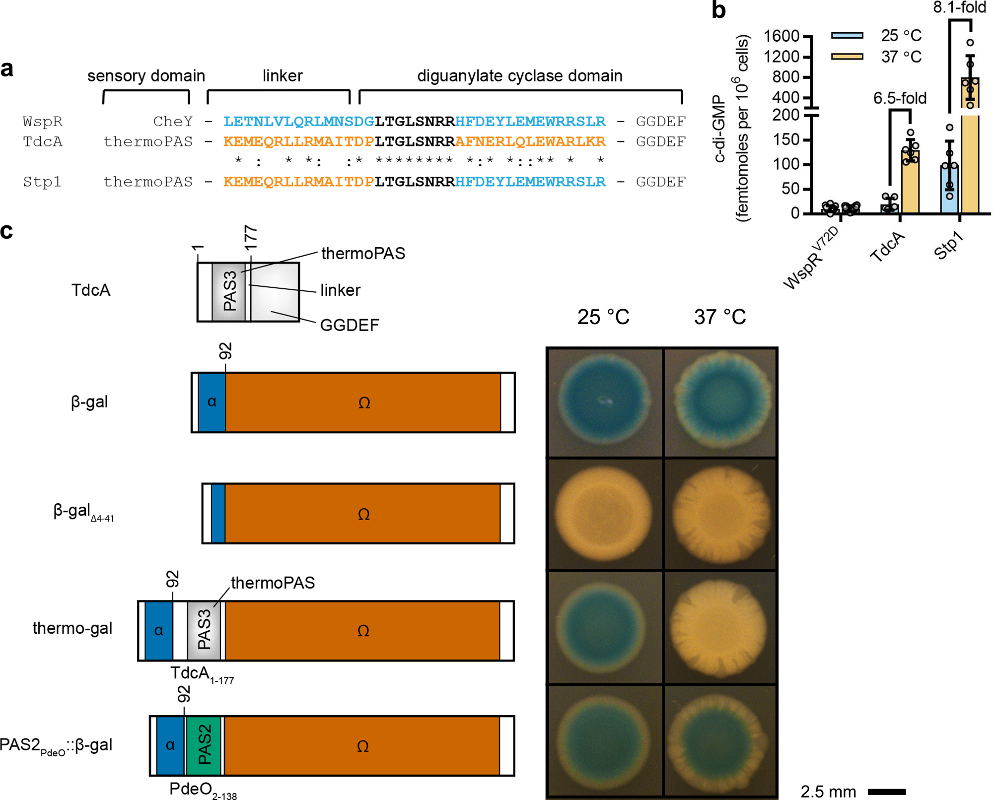 Fig. 4: Engineered protein chimeras identify a thermosensitive Per-Arnt-SIM (thermoPAS) domain.