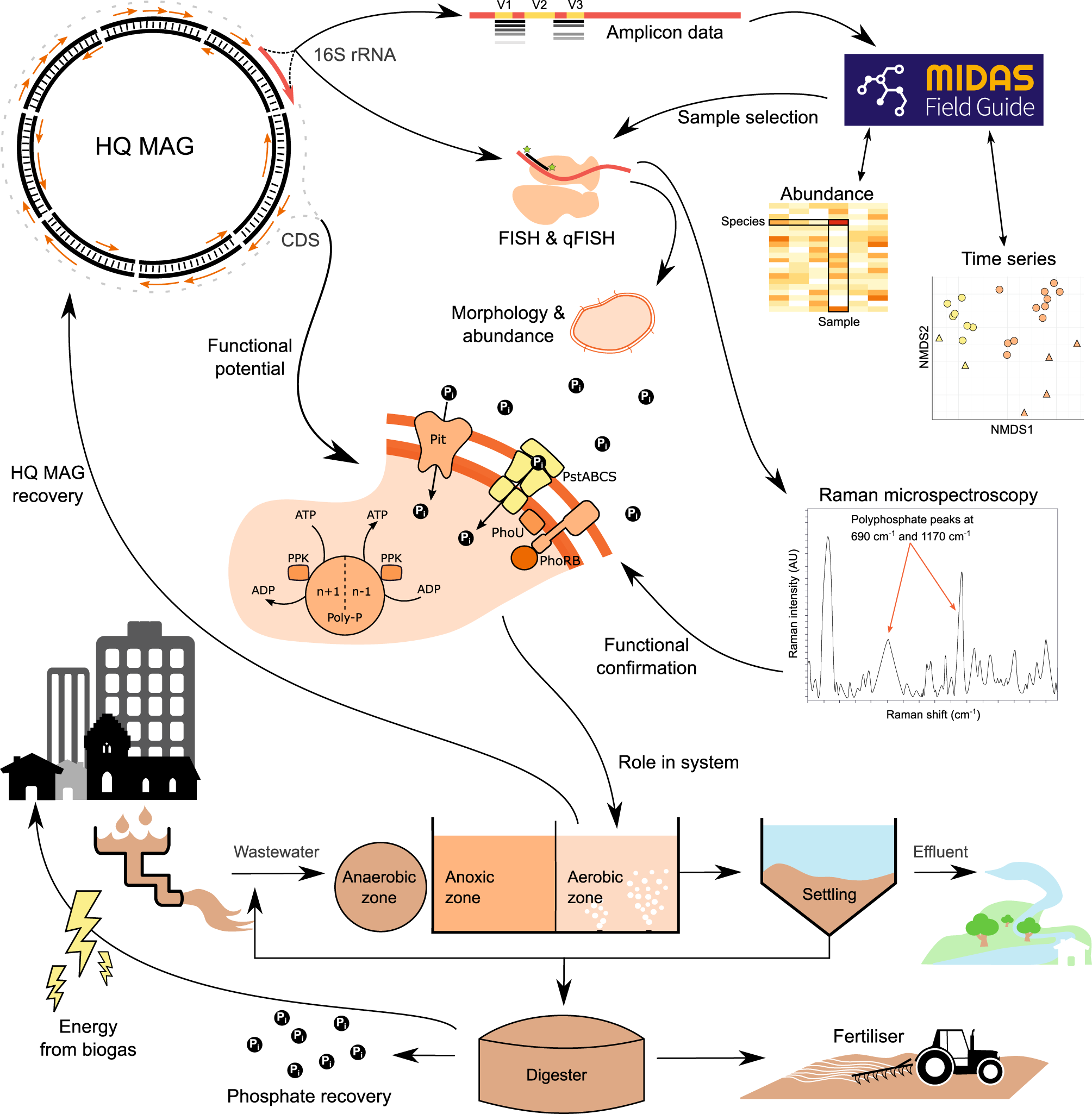 Connecting structure to function with the recovery of over 1000 high-quality metagenome-assembled genomes from activated sludge long-read sequencing | Nature Communications