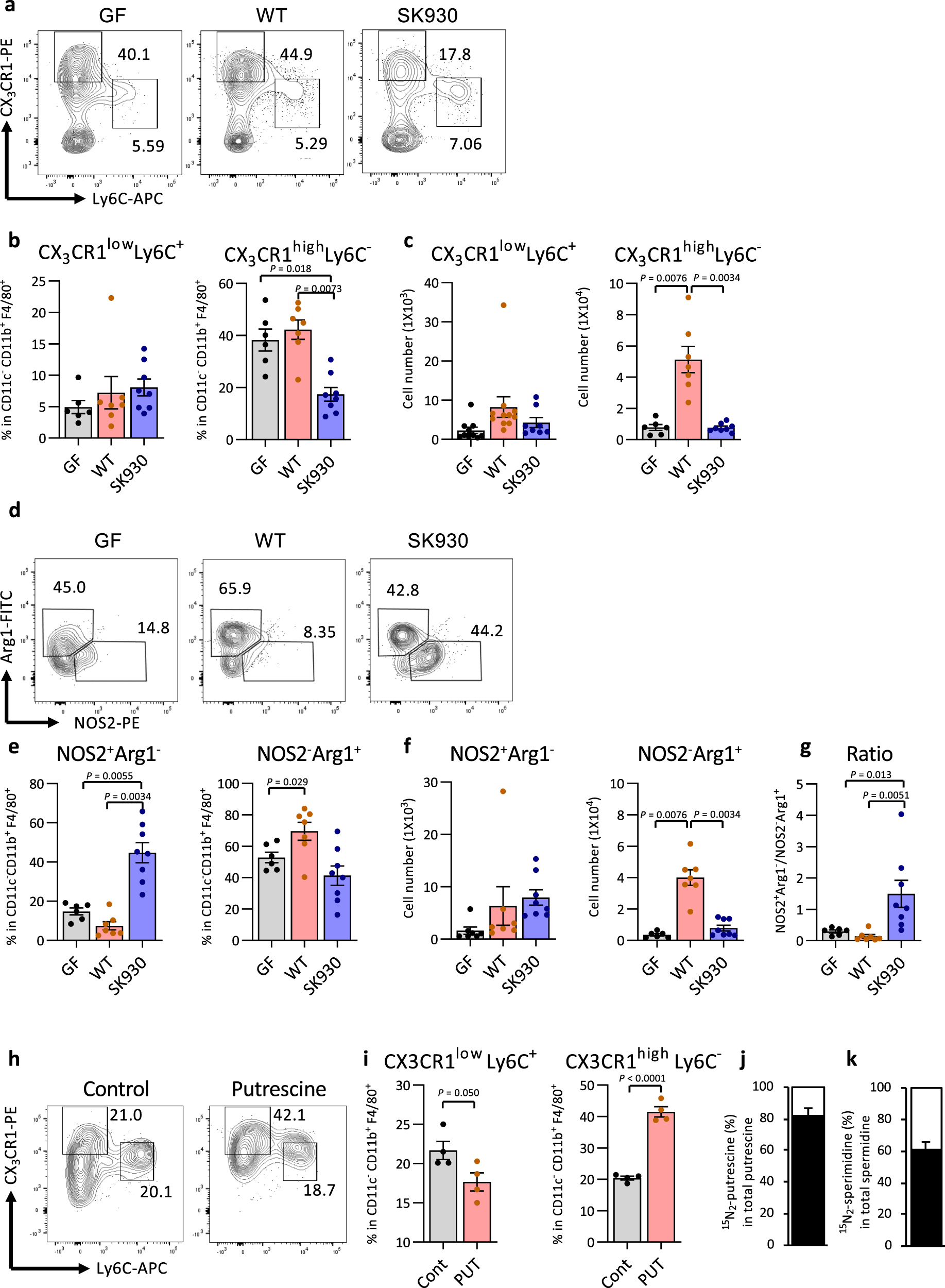 Fig. 4: Bacterial putrescine regulates the development of macrophage subsets.