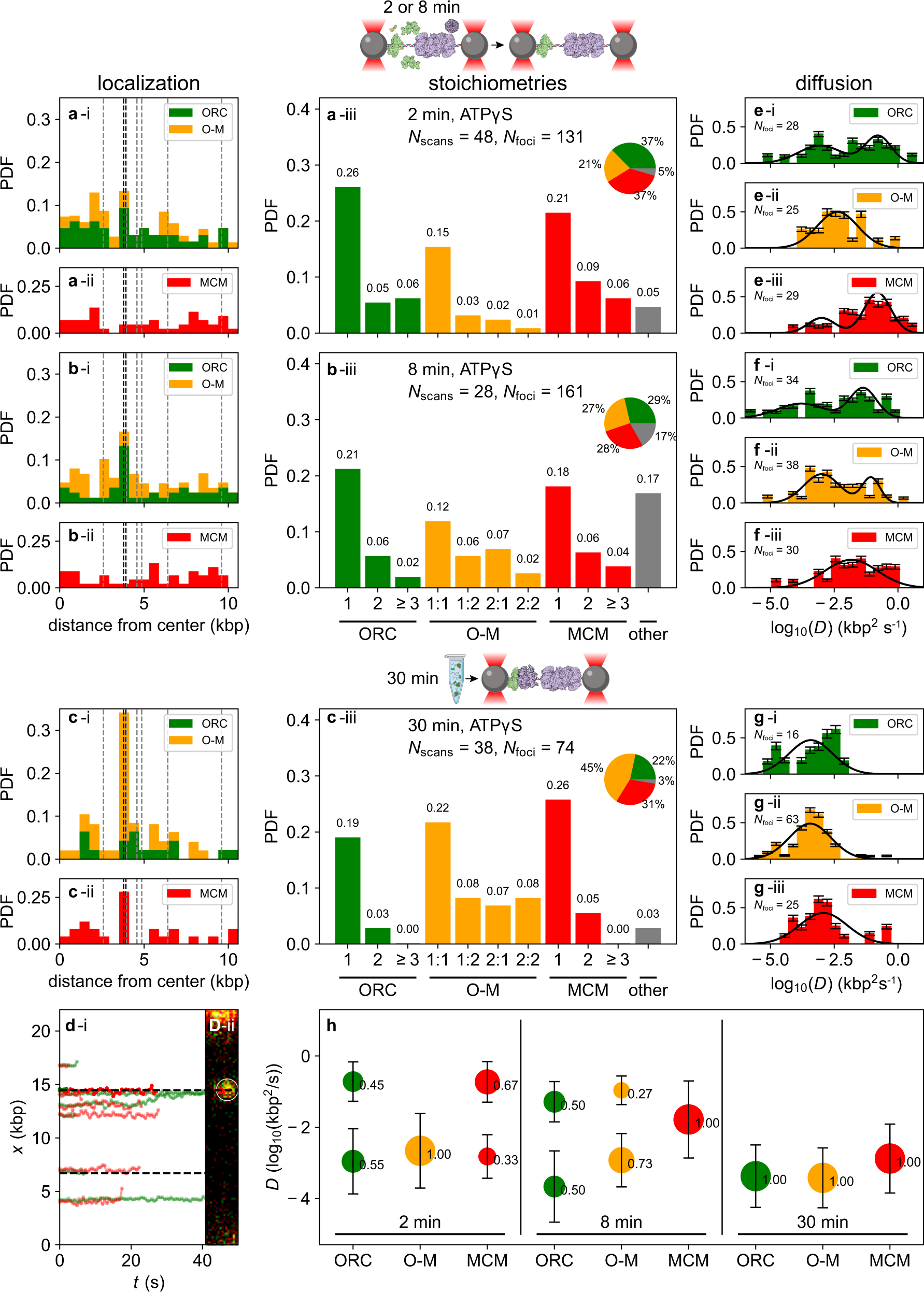 Fig. 3: Spatial distribution, stoichiometry, and diffusive behavior of loading intermediates observed in ATPγS.