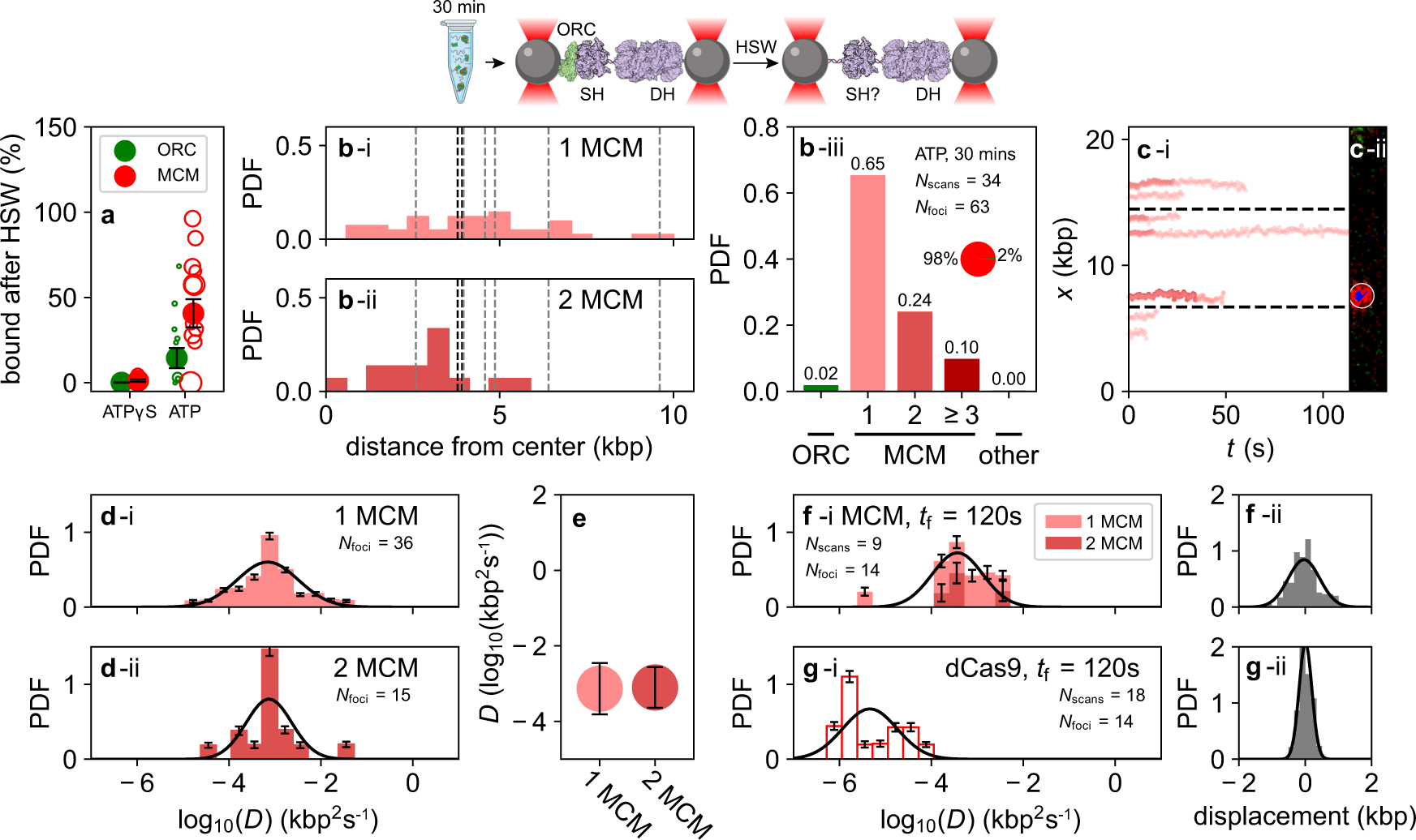 Fig. 4: Spatial distribution, stoichiometry, and diffusive behavior of MCM in ATP after HSW.