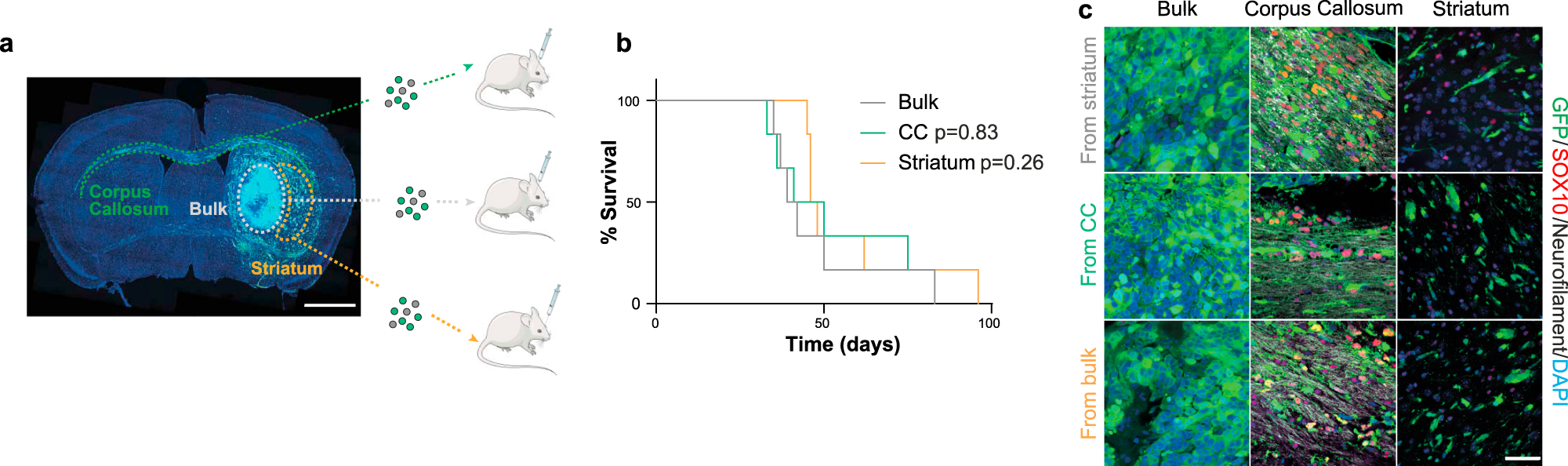 Fig. 4: Differentiation depends on continuous exposure to white matter.