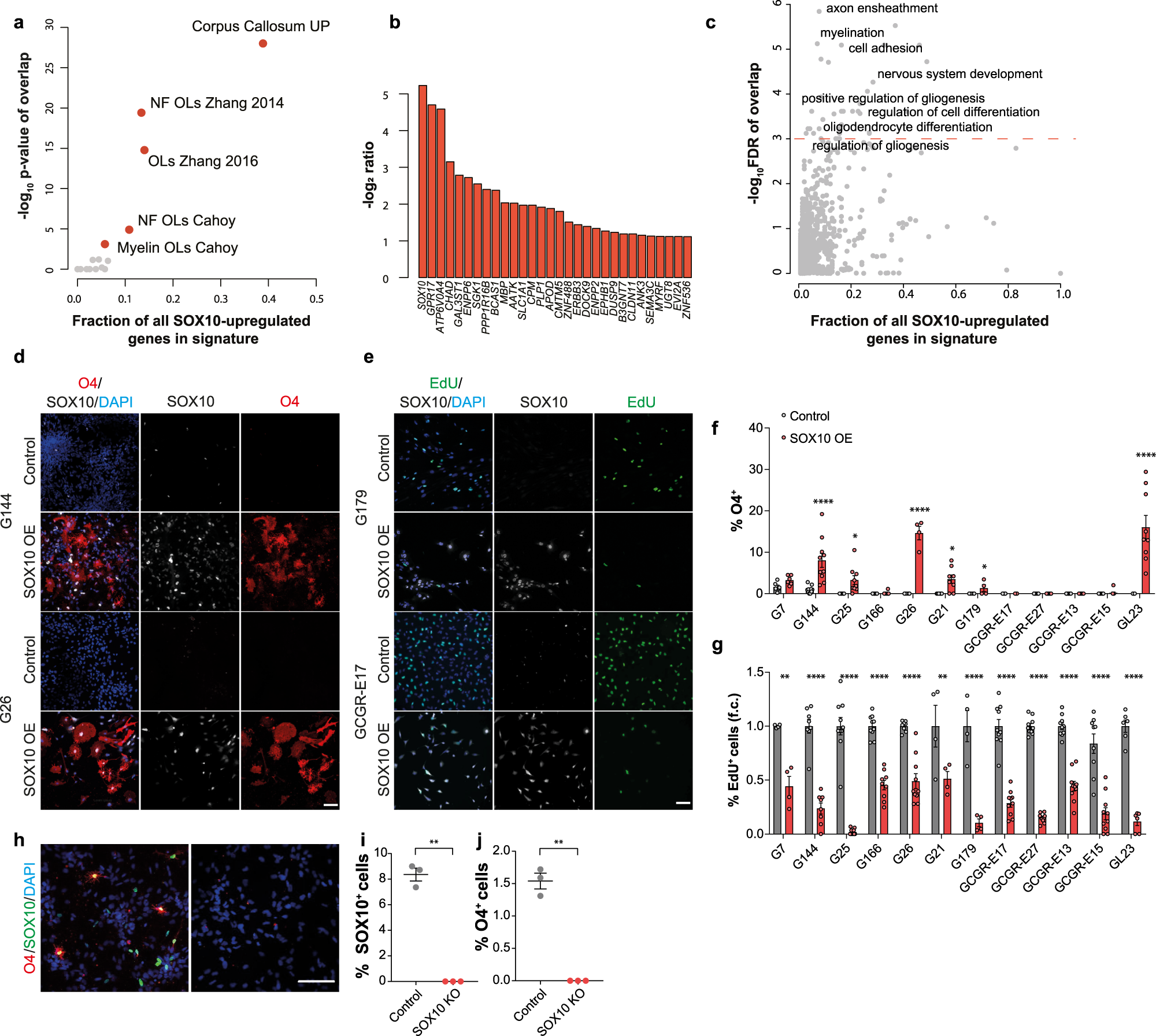 Fig. 5: SOX10 overexpression induces pre-oligodendrocyte differentiation.
