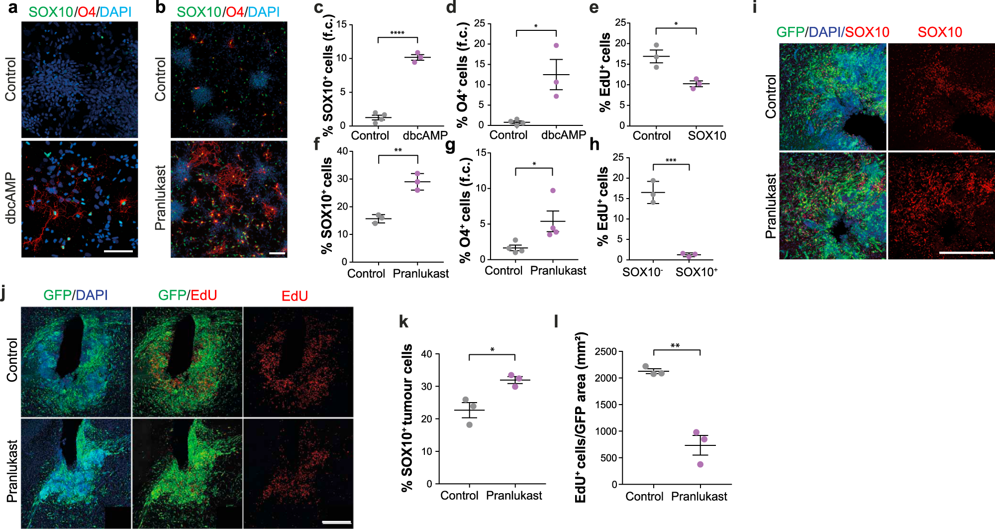Fig. 7: Myelination-promoting compounds suppress tumour growth.
