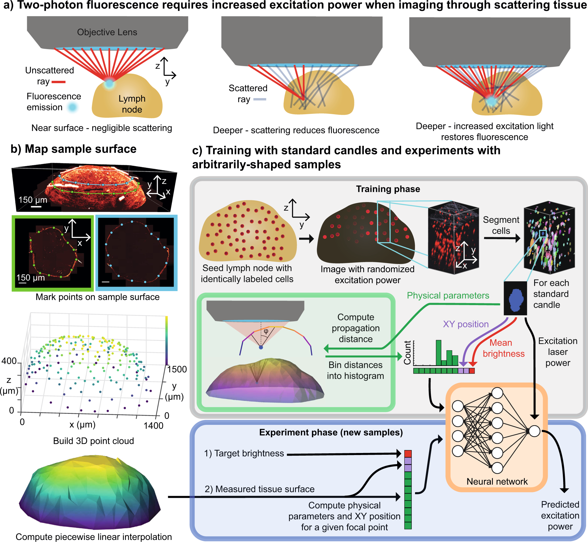 Learned Adaptive Multiphoton Illumination Microscopy For Large Scale Immune Response Imaging Nature Munications