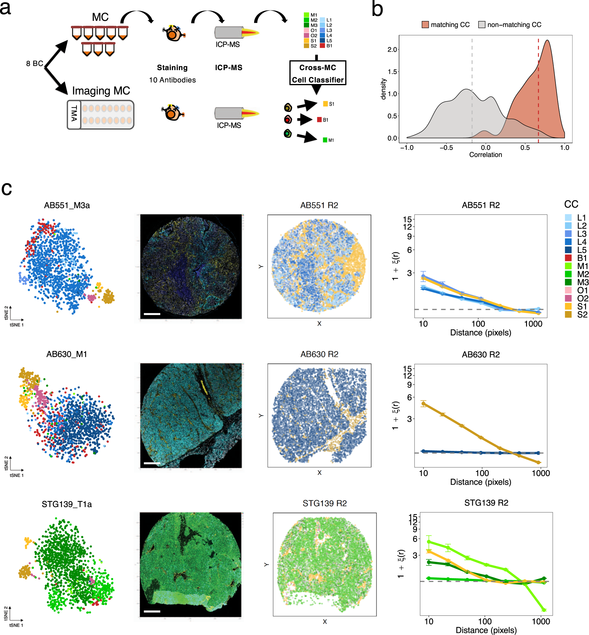Fig. 4: Imaging mass cytometry reveals the spatial distribution of cell phenotypes in xenografts.