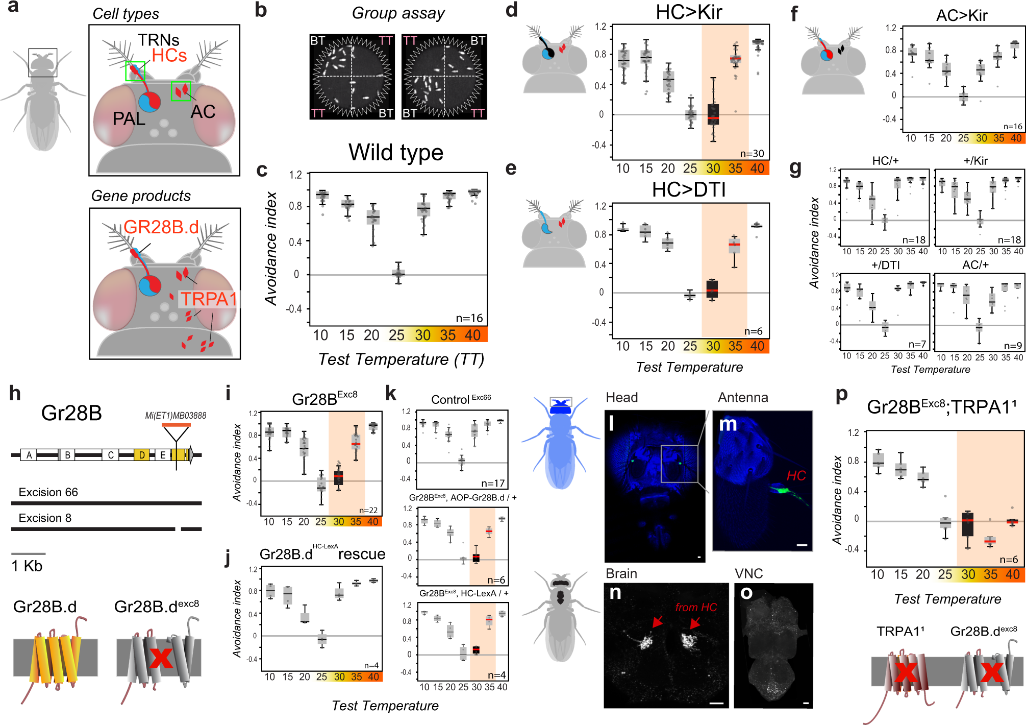 Robustness and plasticity in Drosophila heat avoidance