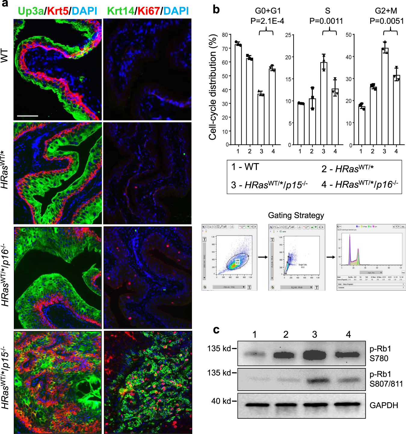 Fig. 3: Comparison of proliferative status of urothelia in age-matched (all 6 months) wild type (WT), HRasWT/*, HRasWT/*/p16−/−, and HRasWT/*/p15−/− mice.