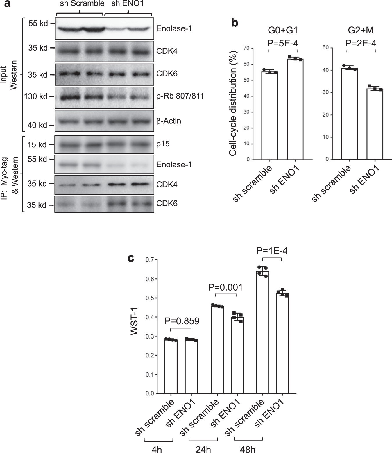 Fig. 9: Down-regulation of enolase-1 reduces bladder cancer cell proliferation.