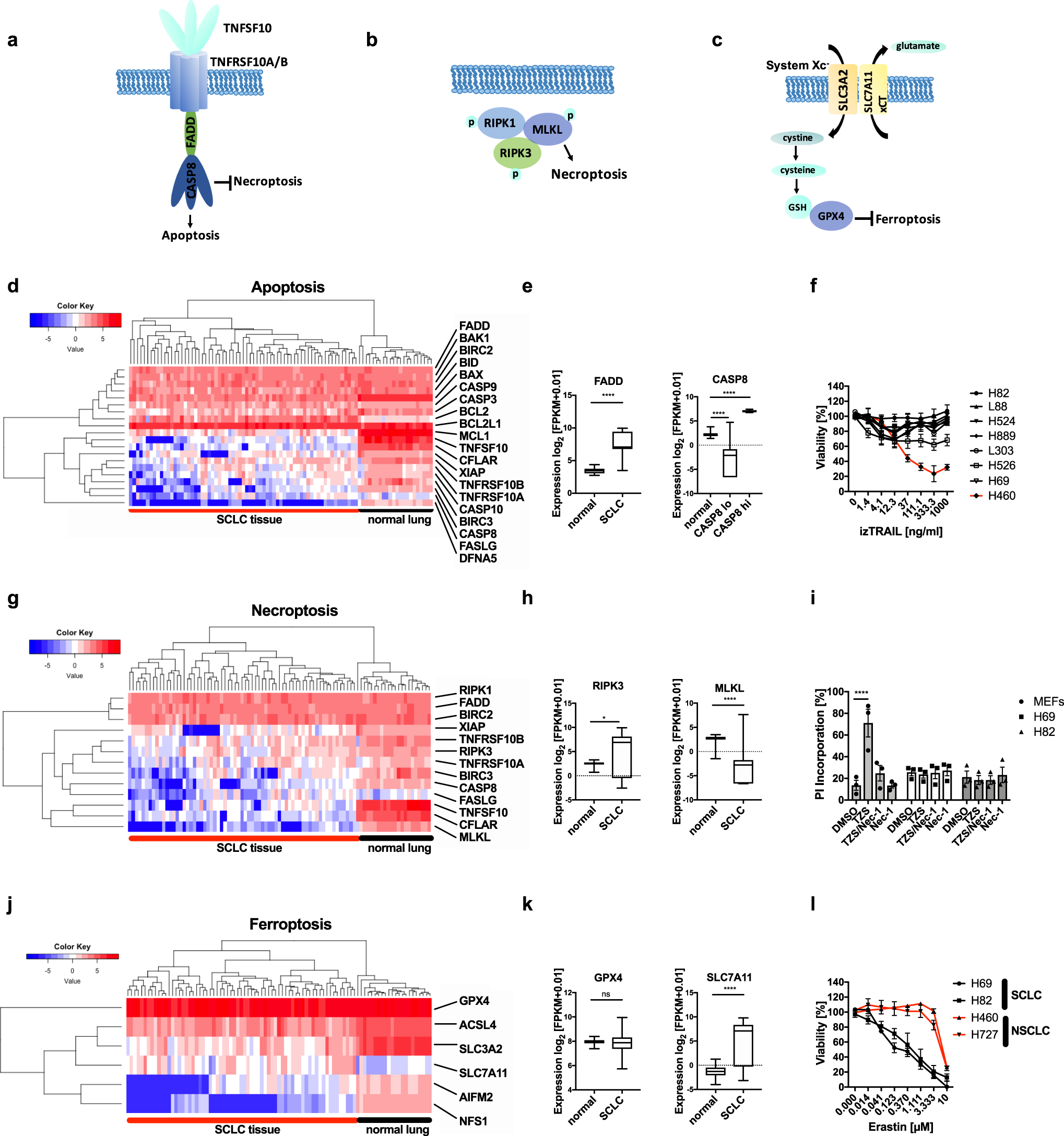 Ferroptosis response segregates small cell lung cancer (SCLC)  neuroendocrine subtypes | Nature Communications